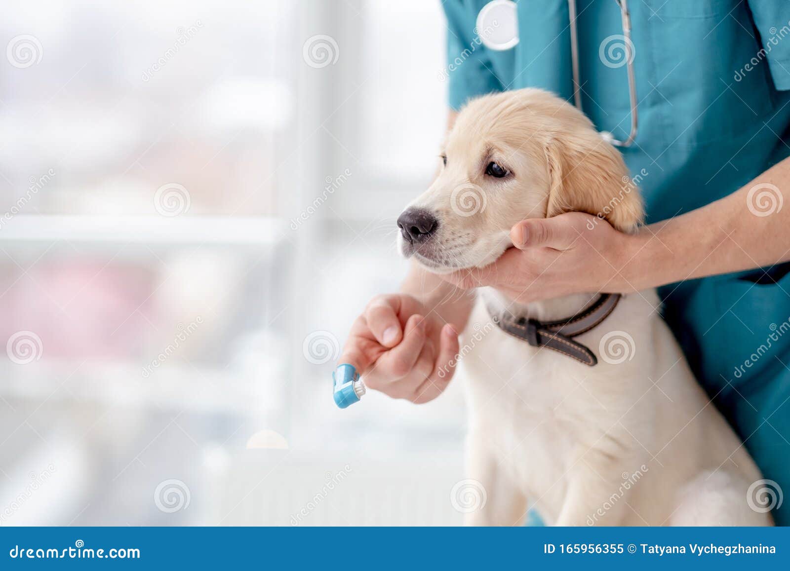 Brushing Teeth of Retriever Puppy Stock Image Image of beautiful, professional 165956355
