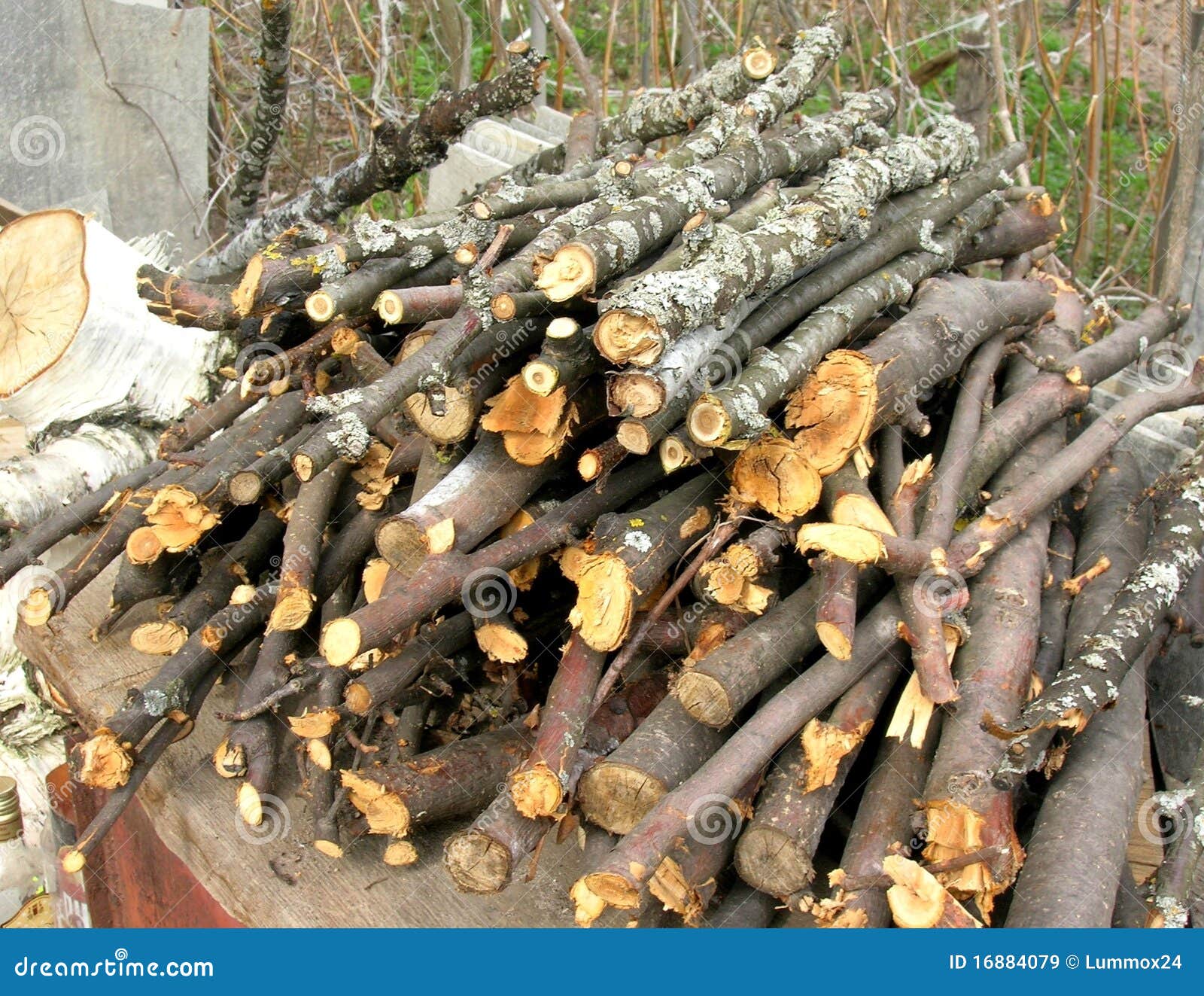 Brushwood stock image. Image of branches, wood, nature 16884079