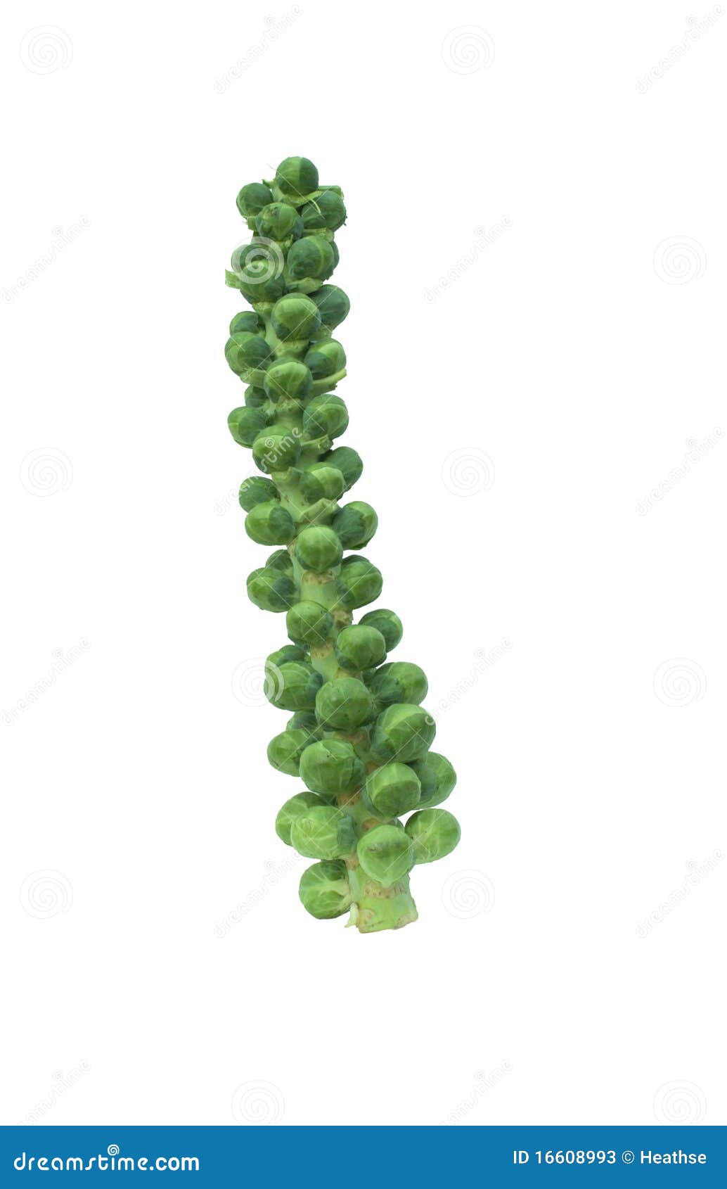 Brussel Sprouts on the Stalk Stock Image Image of isolated, green