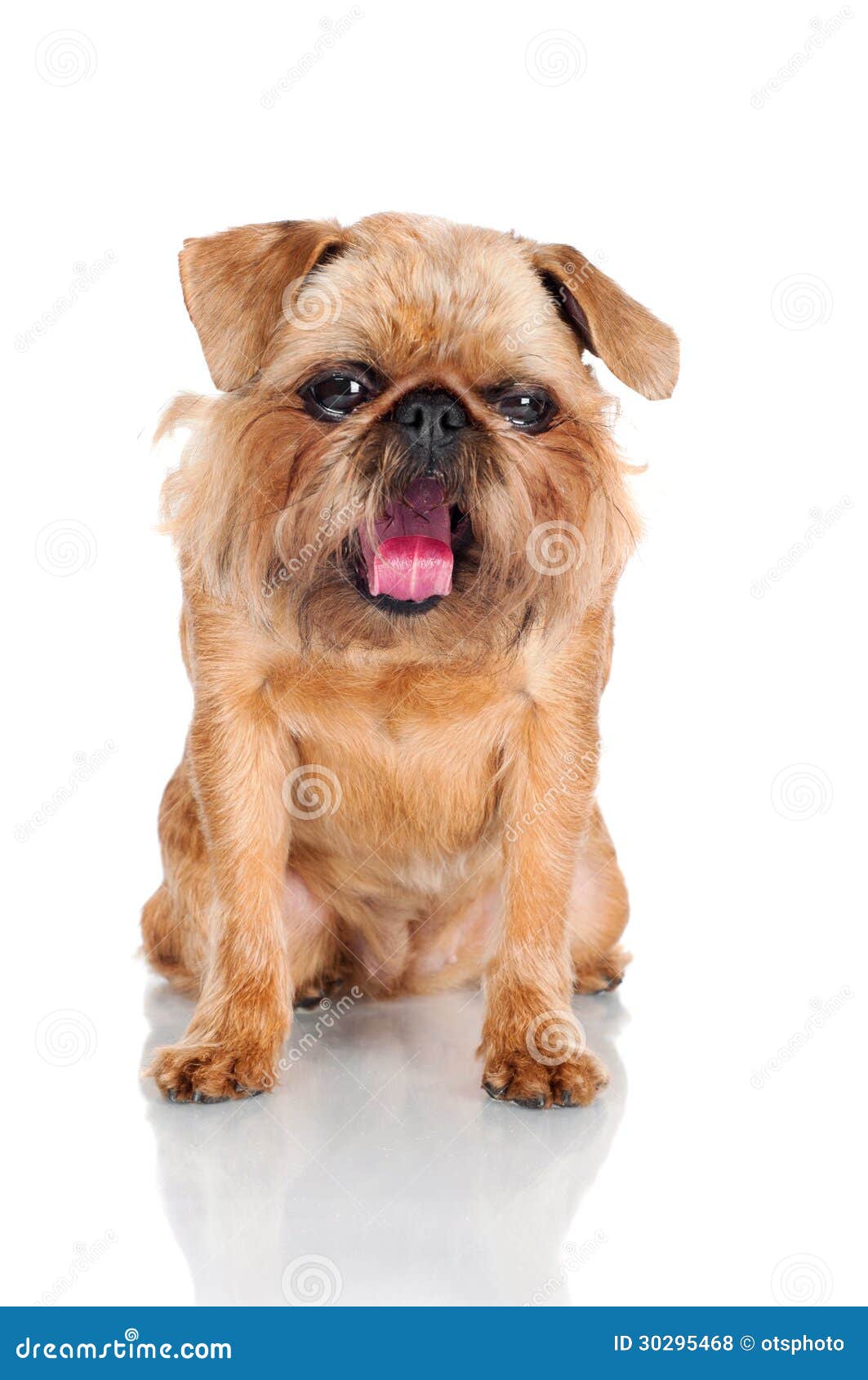 Brussels Griffon Dog Yawning Stock Photo - Image of cheerful, beige ...