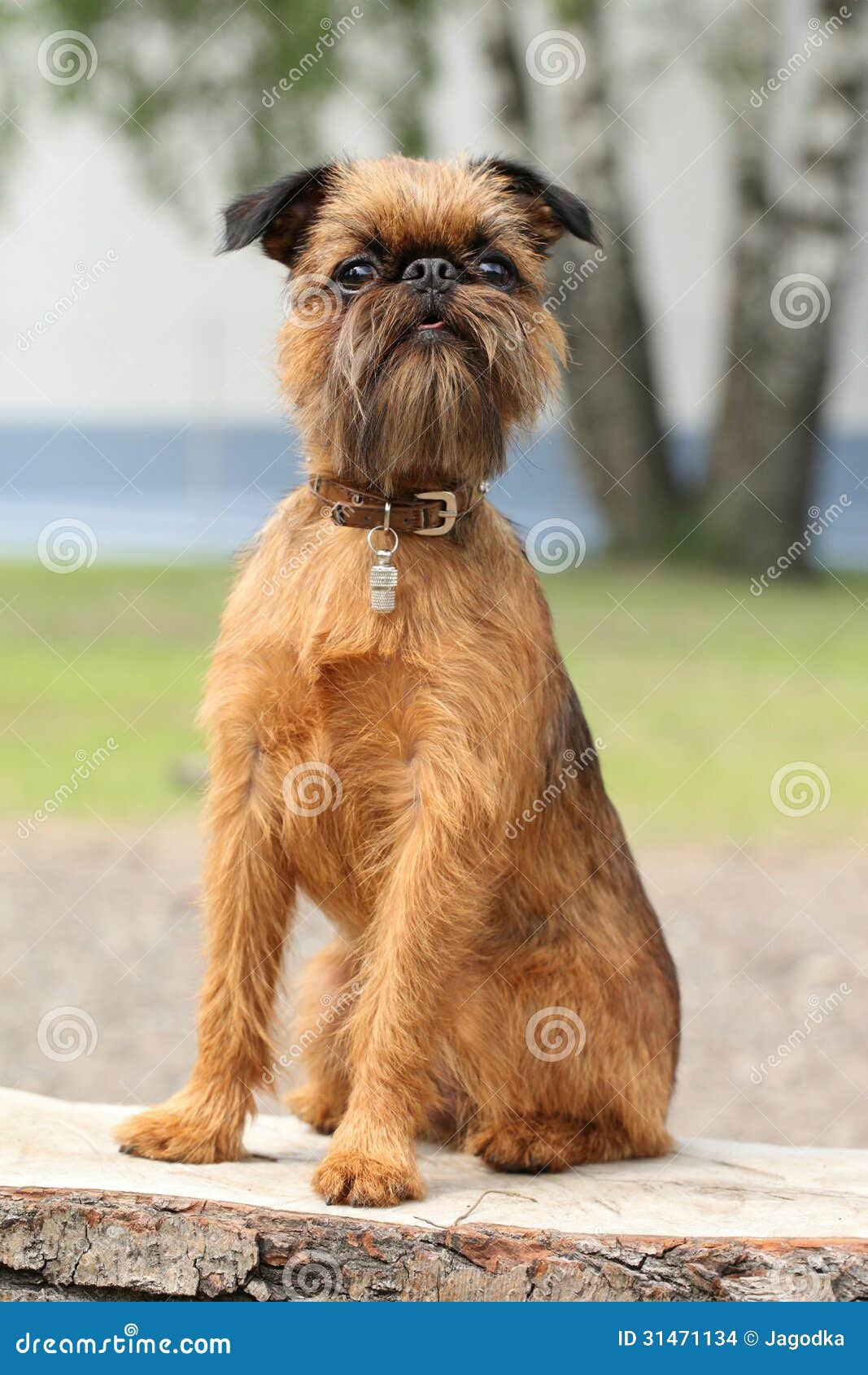 brussels griffon dog portrait on wooden bench