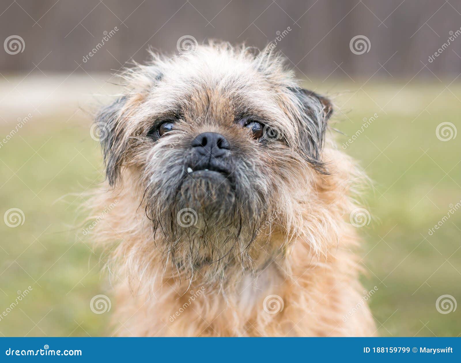 A Brussels Griffon X Pug Mixed Breed Dog with a Grumpy Expression Stock