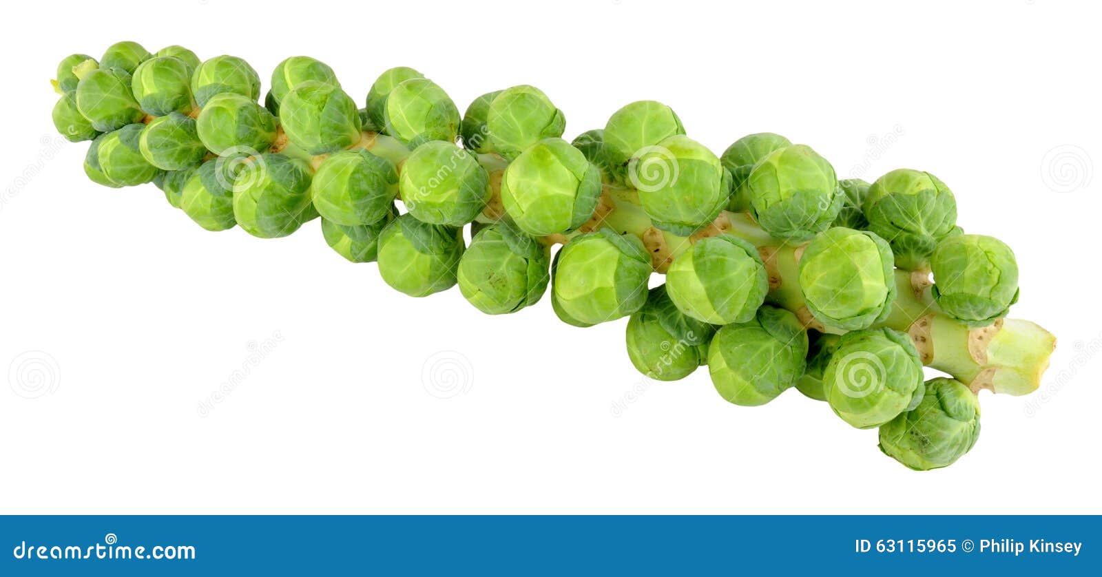brussels sprout stalks