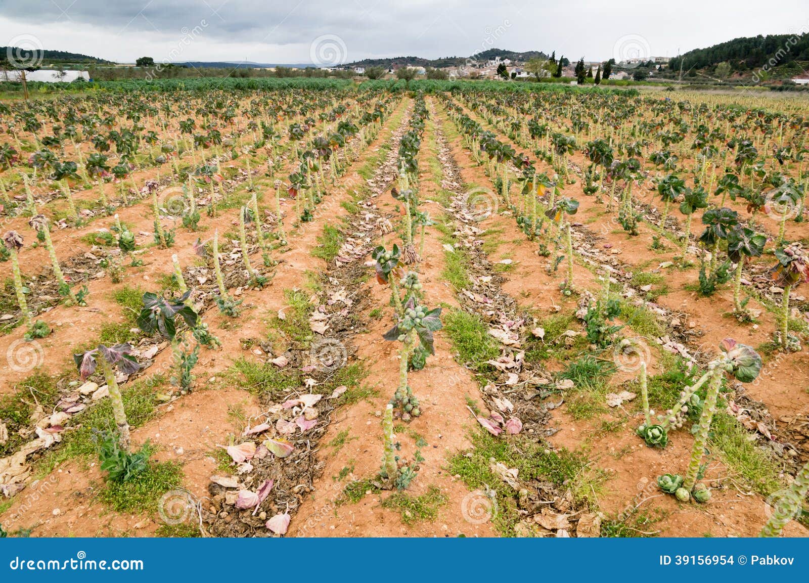 Brussels sprouts stock photo. Image of health, garden 39156954