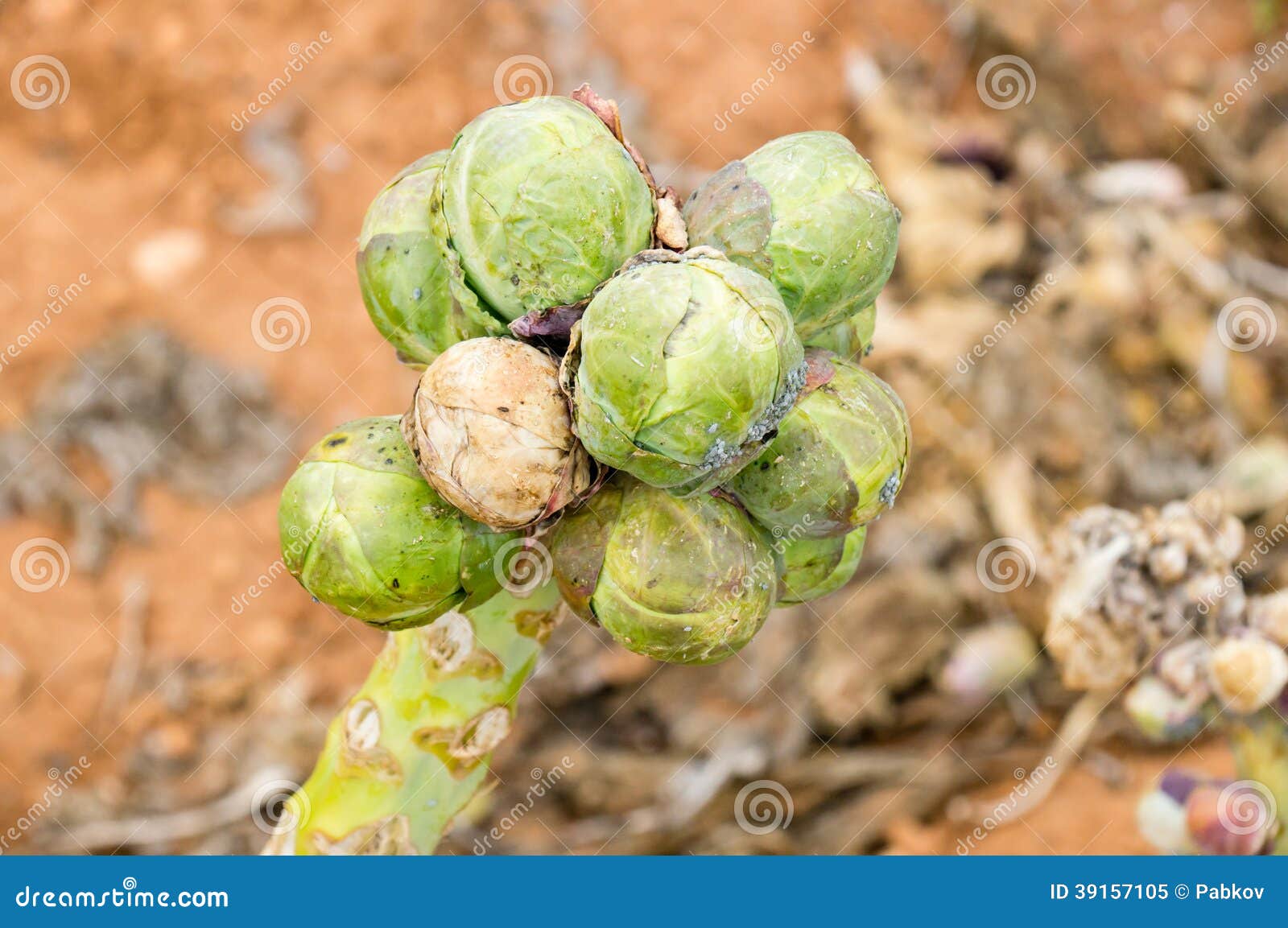 Brussels sprouts stock image. Image of brussel, agriculture 39157105
