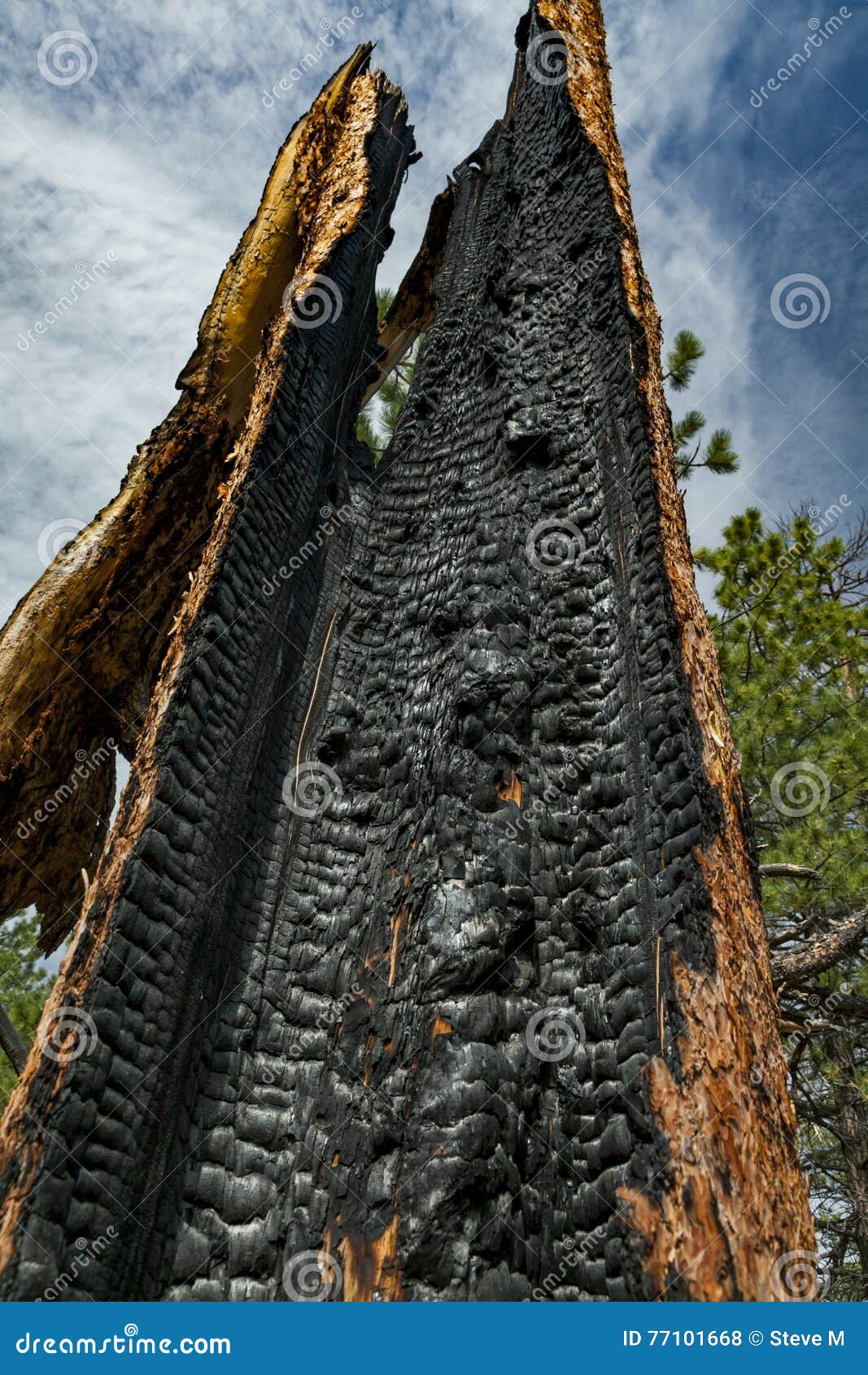 Bry Brannte Baum Schauen Oben Stockfoto Bild Von Farben Gebrannt