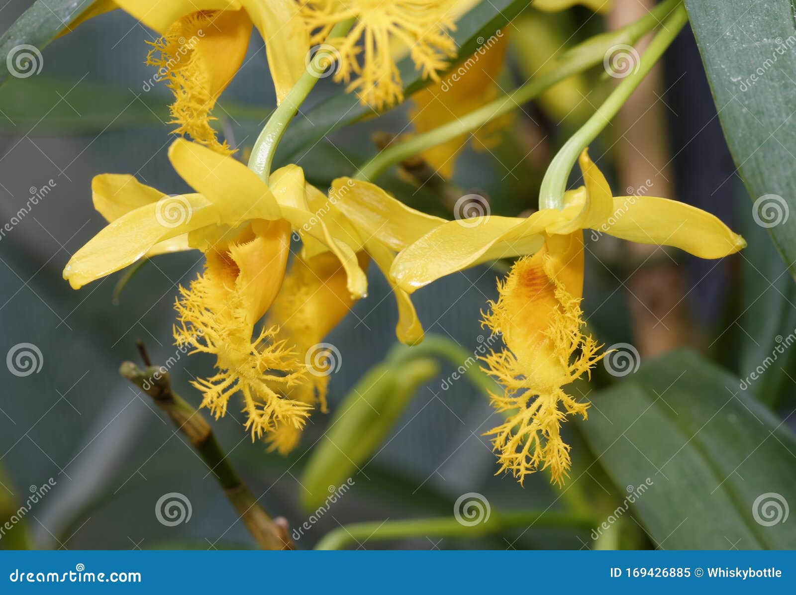 brymer`s dendrobium orchid