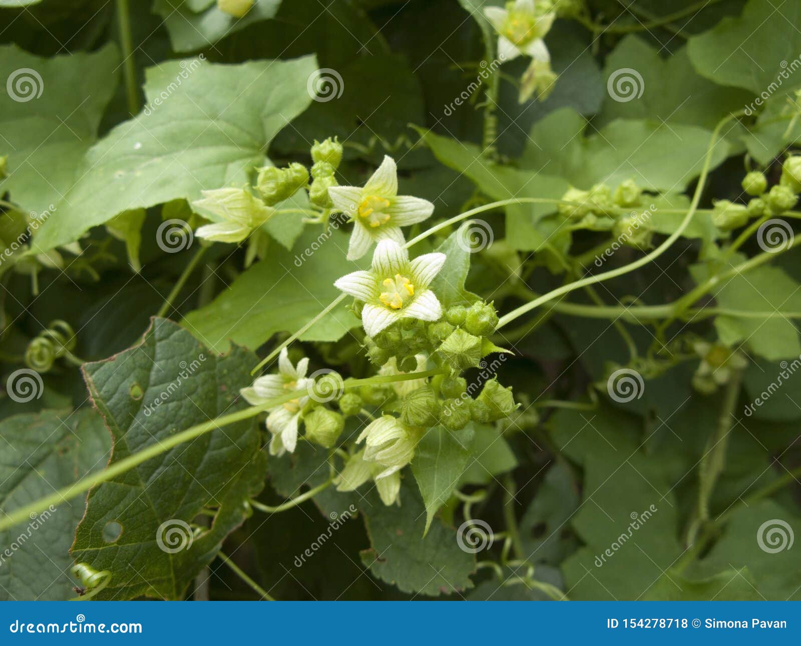 Bryonia alba in bloom stock photo. Image of leaf, perennial 154278718