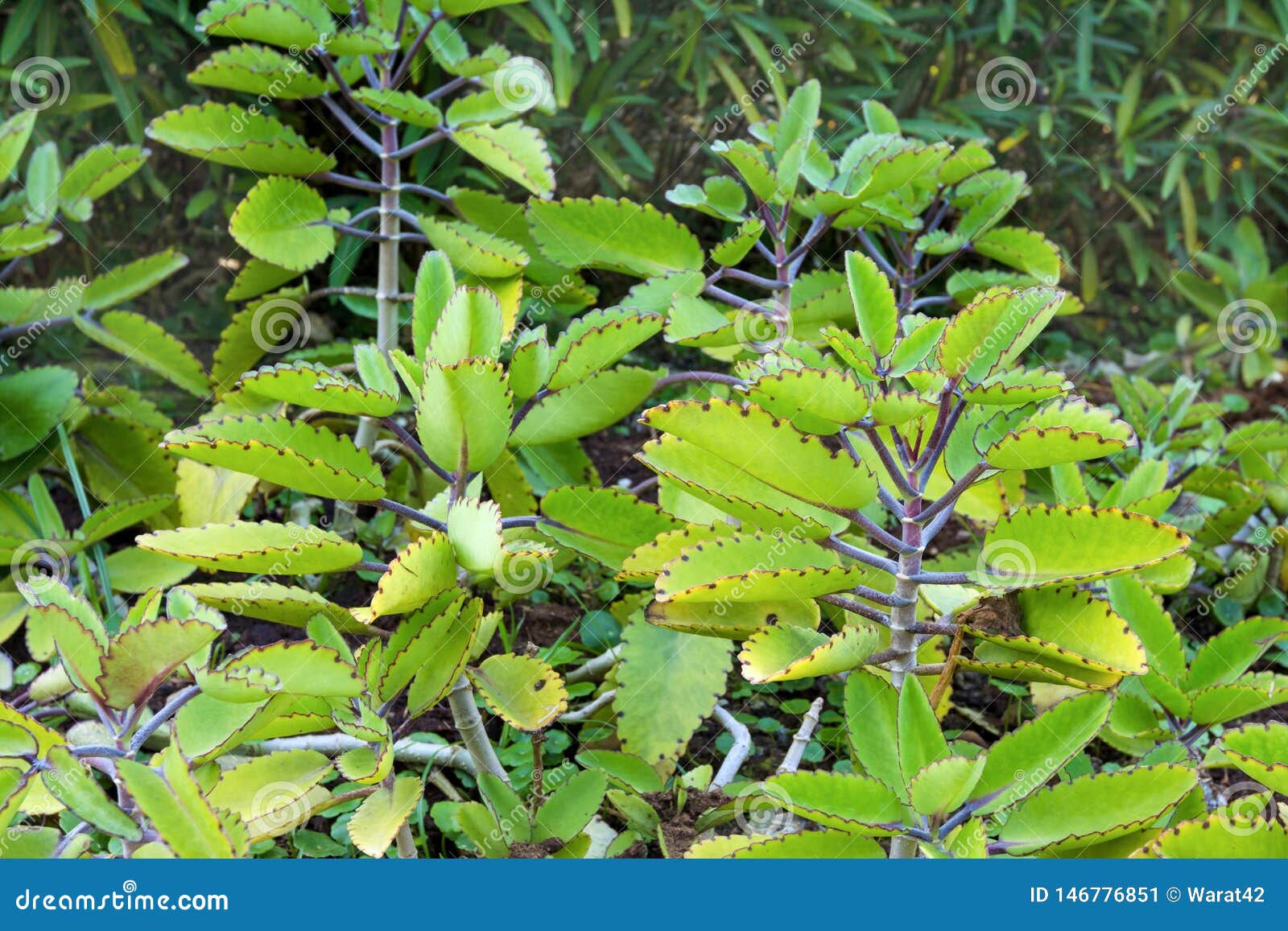 Bryophyllum Pinnatum in Garden,herb Plant Stock Image Image of