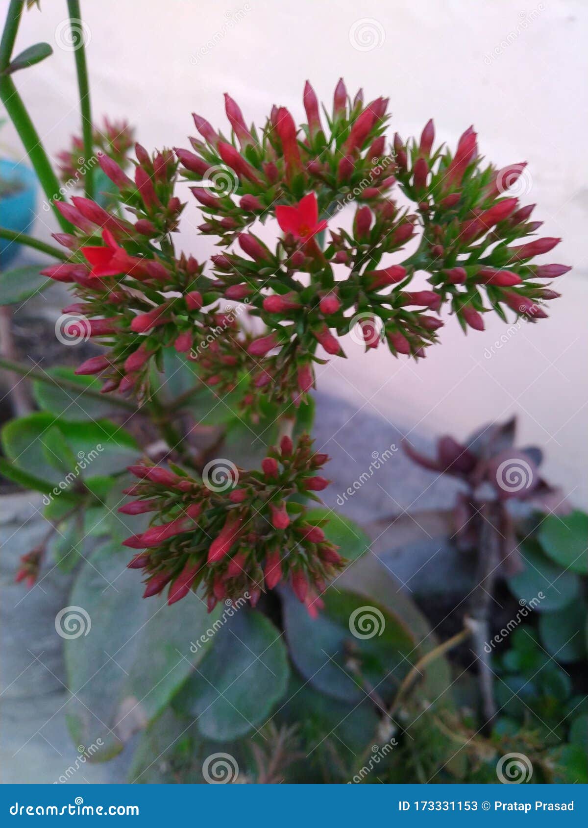 Patharchur Flower Bryophyllum Plant India Stock Image Image Of Pashan Bheda