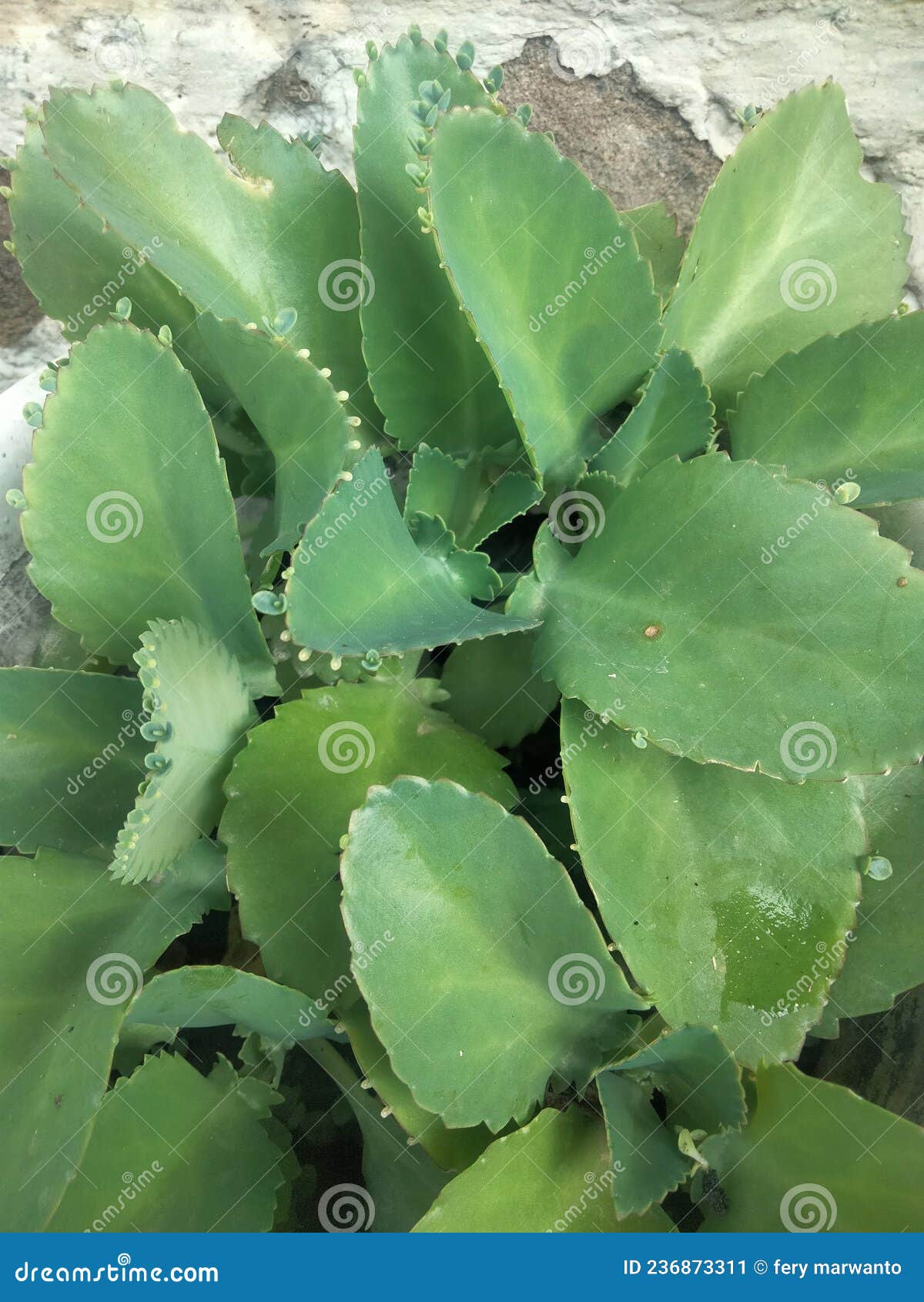 Bryophyllum Pinnatum is an Ornamental Plant Stock Image Image of