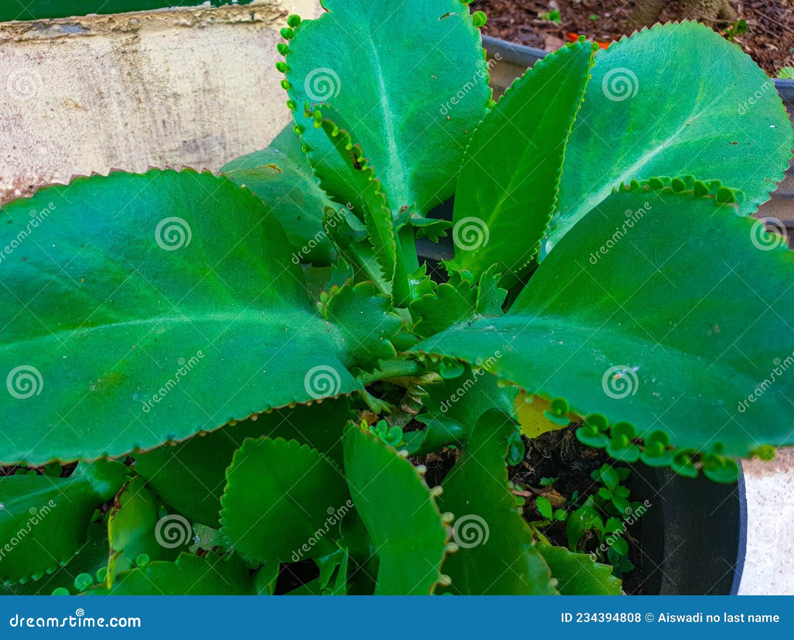Bryophyllum Pinnatum Plant in the Garden Stock Photo Image of