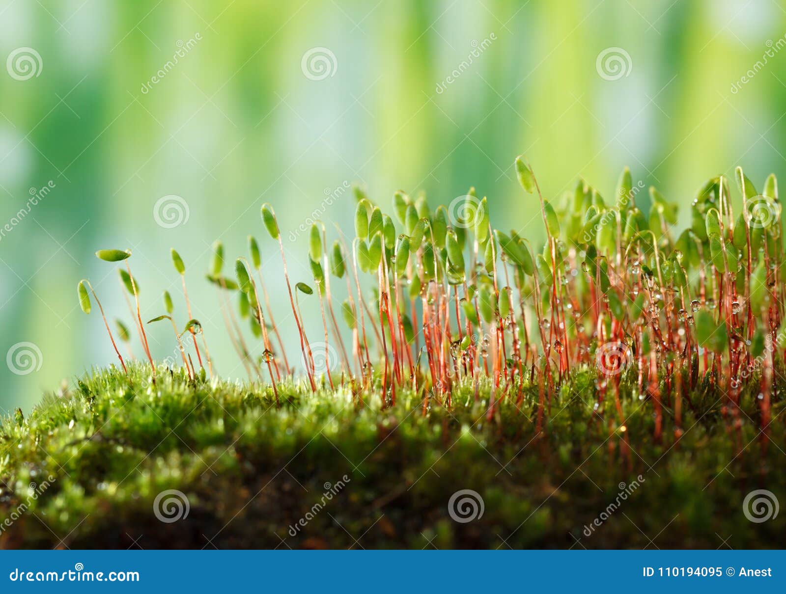 https://www.dreamstime.com/bryum-moss-macro-pohlia-nutans-green-spore-capsules-red-stalks-image110194095