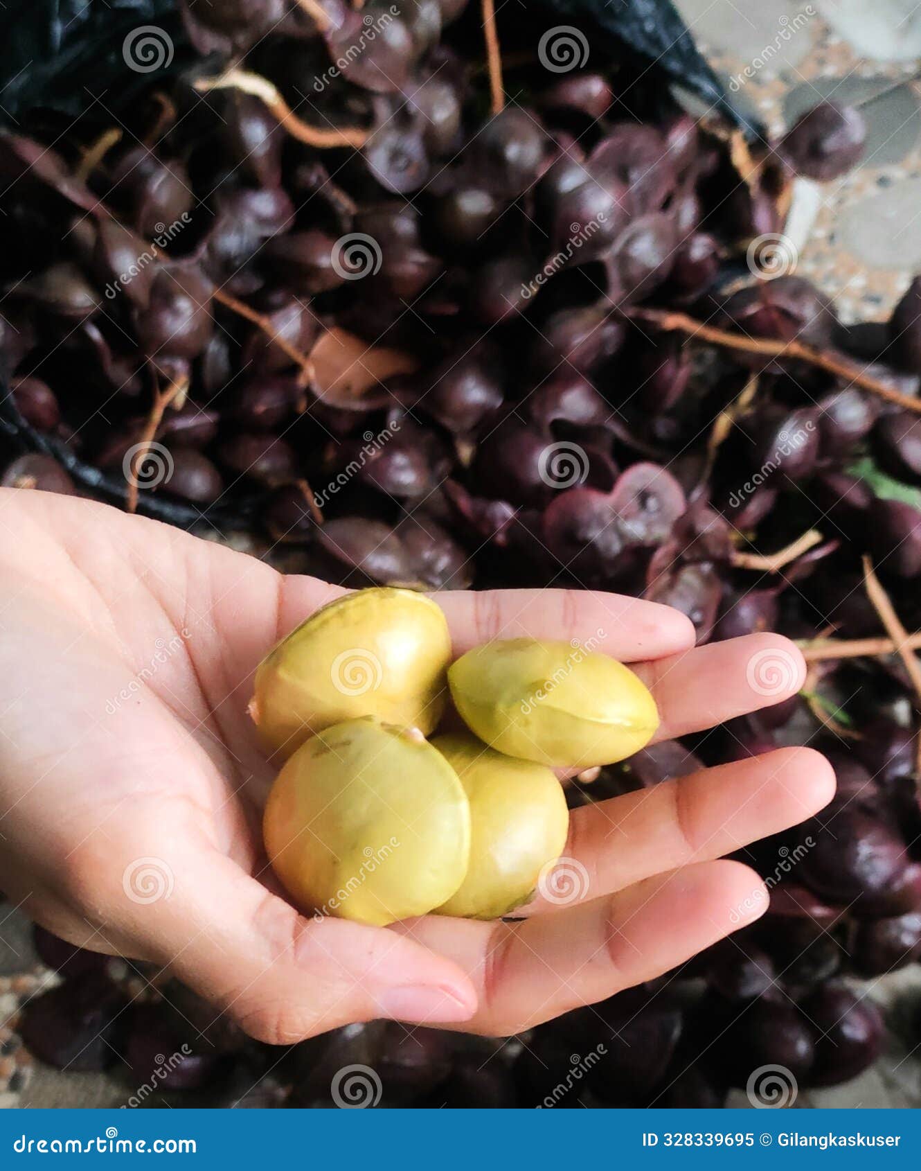 harvested pungen blackbead with strong destinctive odor