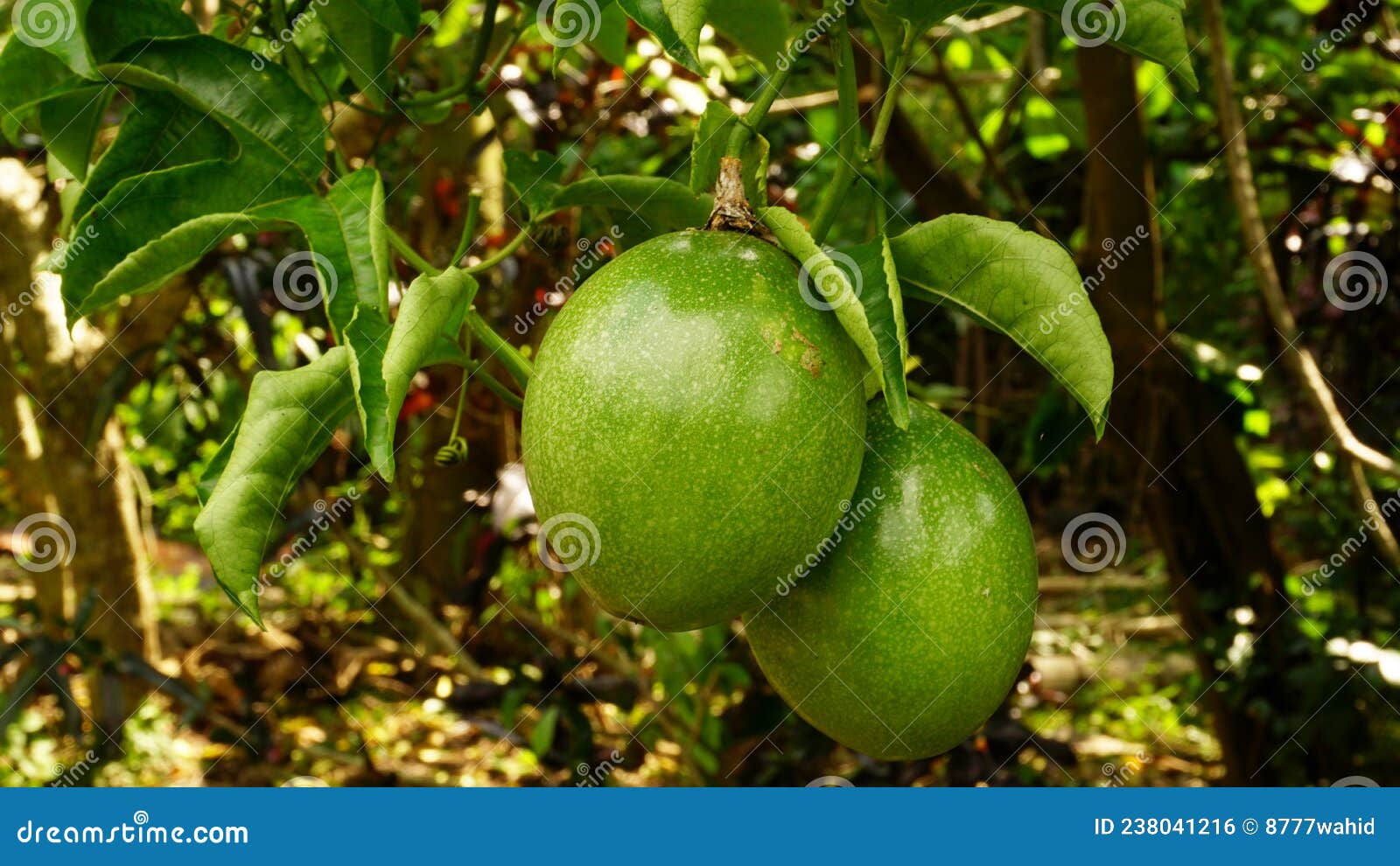 buah markisa