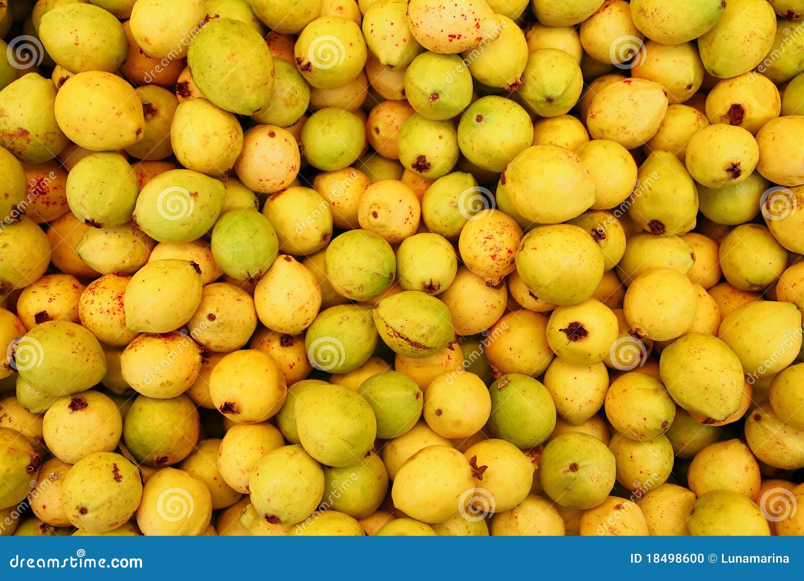 Buayaba O Guayabilla Fruit Guajava Stock Photo Image of exotic