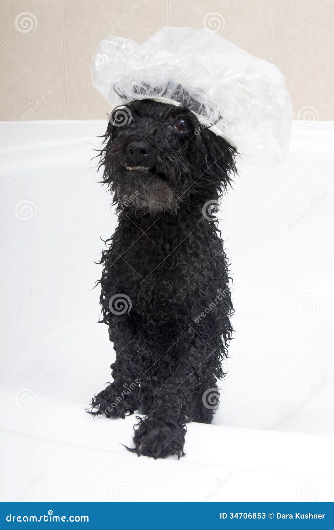 Bubble Bath Poodle stock image. Image of standing, vertical 34706853