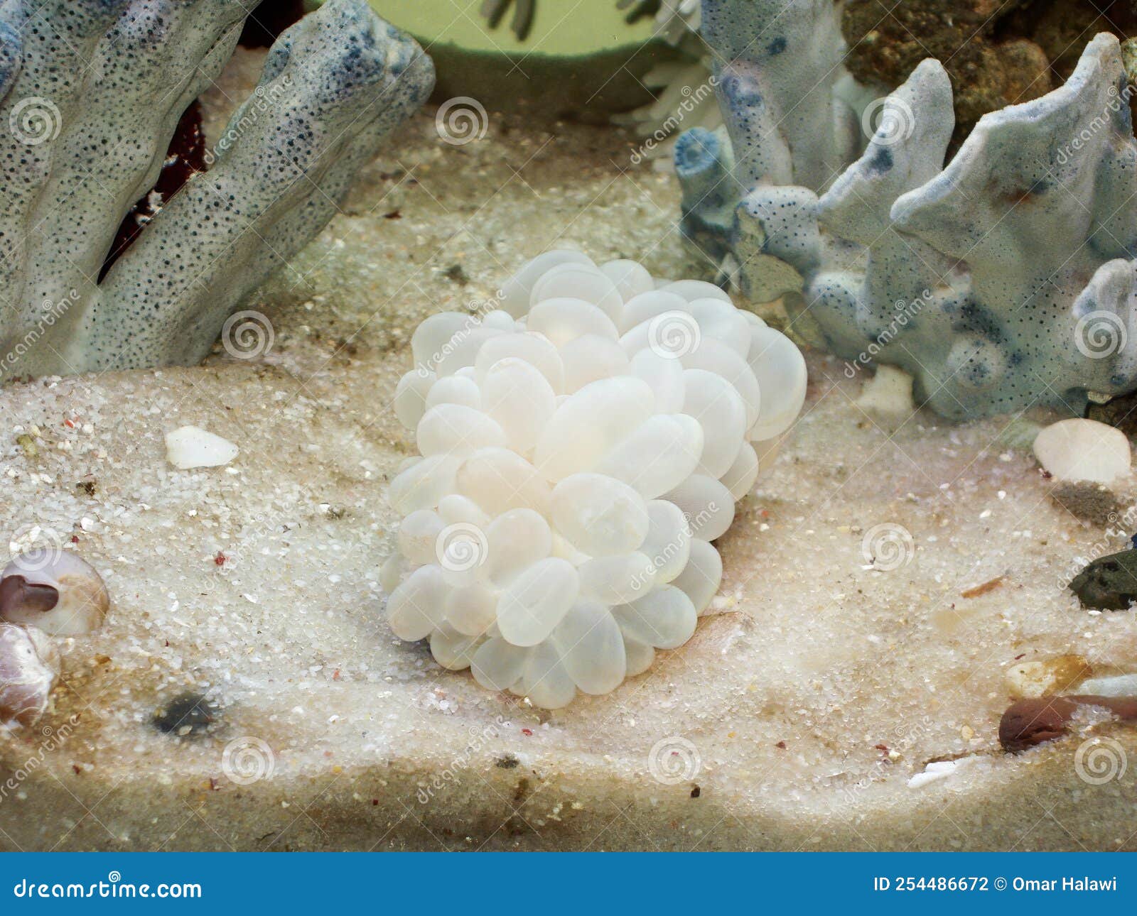 BUBBLE CORAL in Aquarium on Wight Sand Stock Photo Image of blue, divisa 254486672