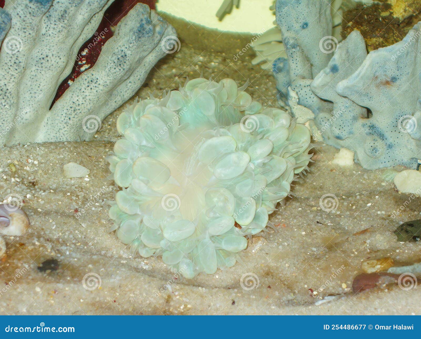 BUBBLE CORAL in Aquarium on Wight Sand Stock Image Image of hand, closeup 254486677