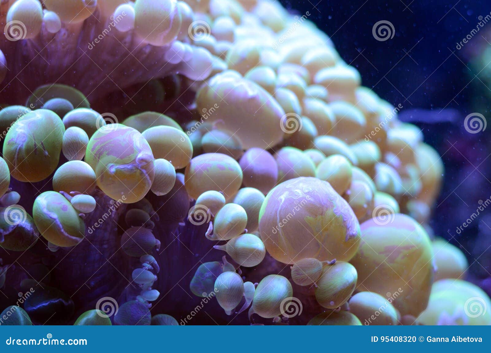 Download 720+ Background Aquarium Saltwater Paling Keren