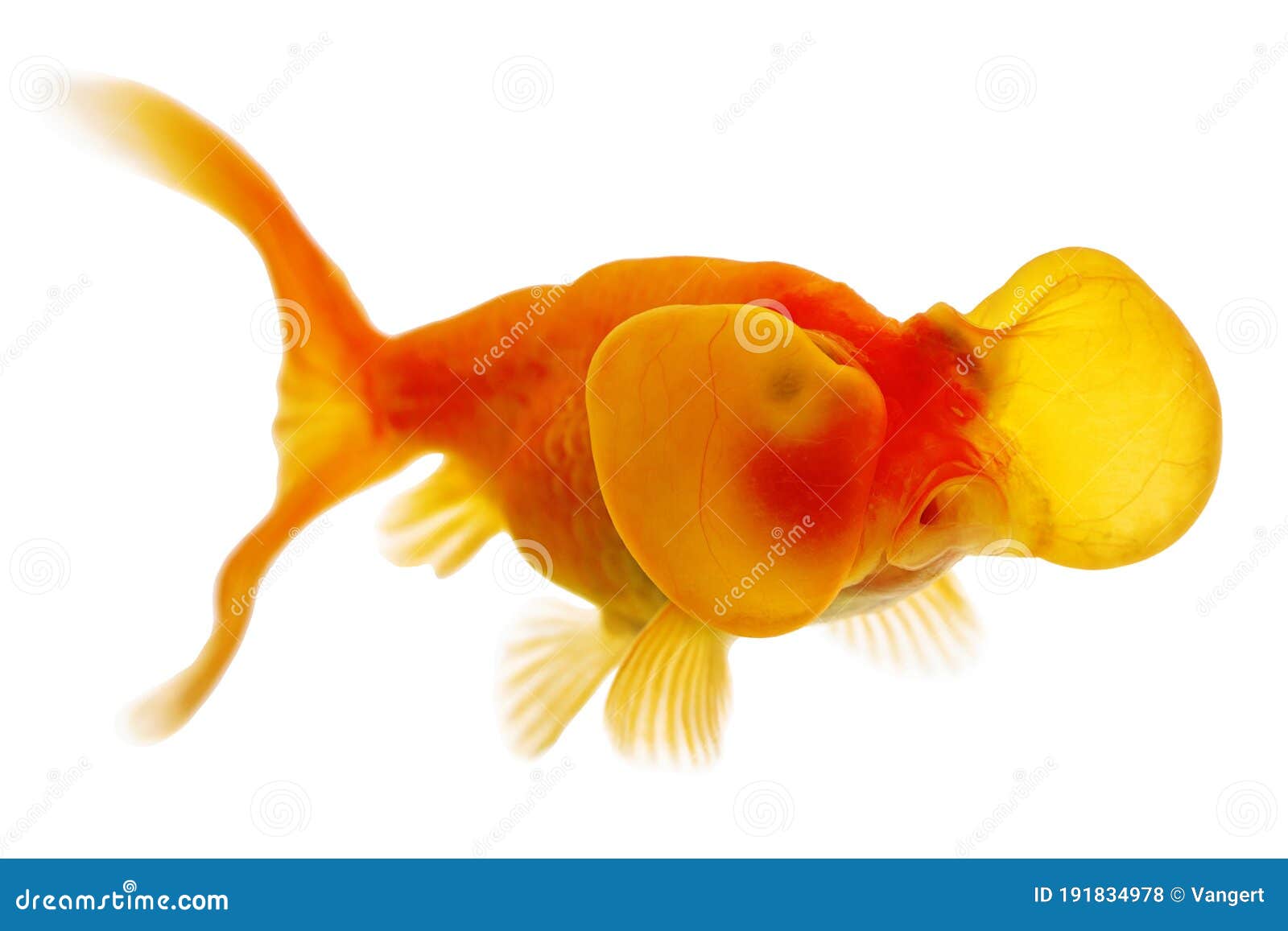 A Bubble Eye Fish Goldfish Close Up Stock Photography | CartoonDealer ...