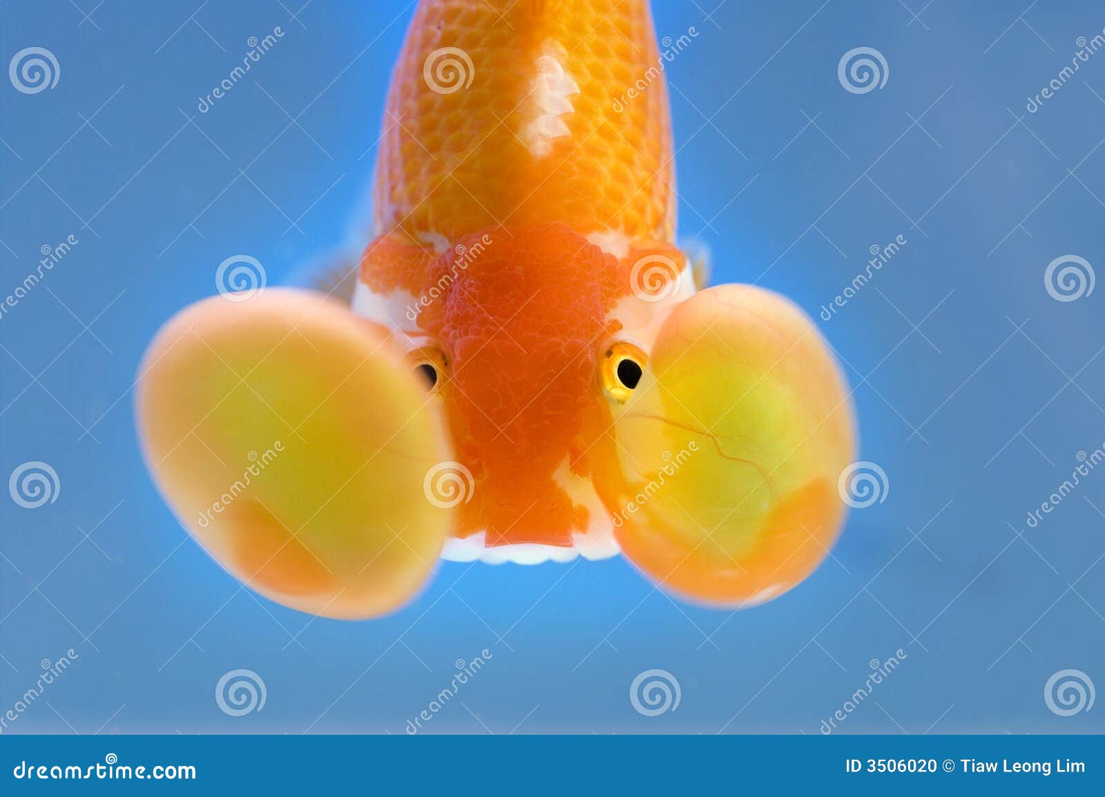 Bubble Eye Goldfish RoyaltyFree Stock Photo 3759963