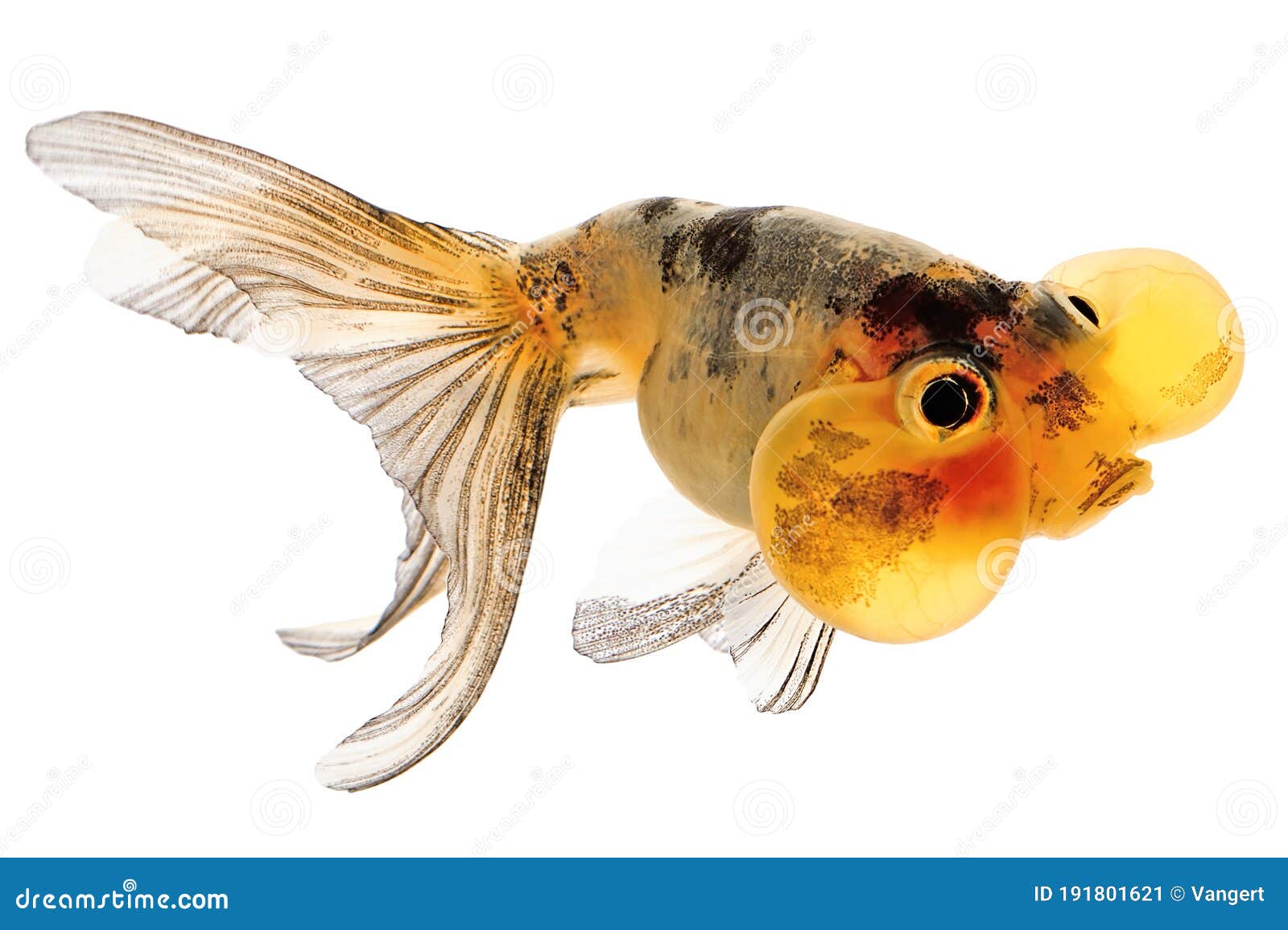 Bubble Eye Goldfish stock image. Image of fauna, aquarium 191801621