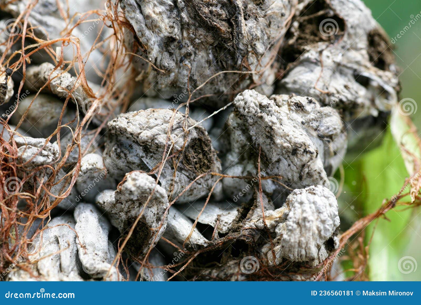 ustilago maydis corn disease. bubble smut manifests itself in the form of pathological neoplasms galls usarium
