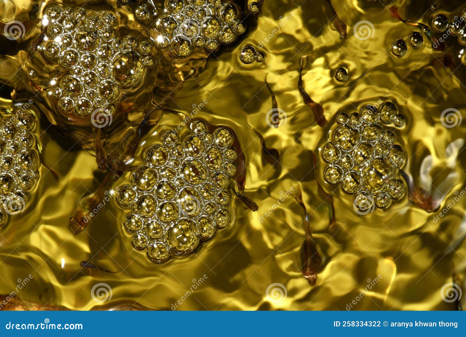 Bubbles and Golden Water in the Aquarium Stock Photo Image of nature
