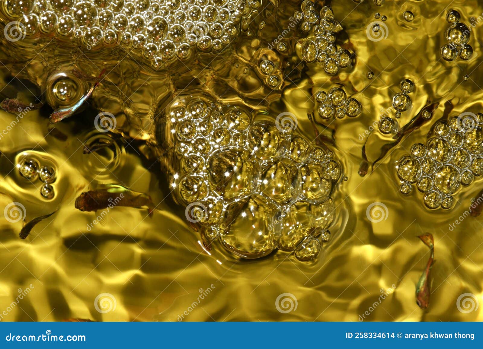 Bubbles and Golden Water in the Aquarium Stock Photo Image of fish