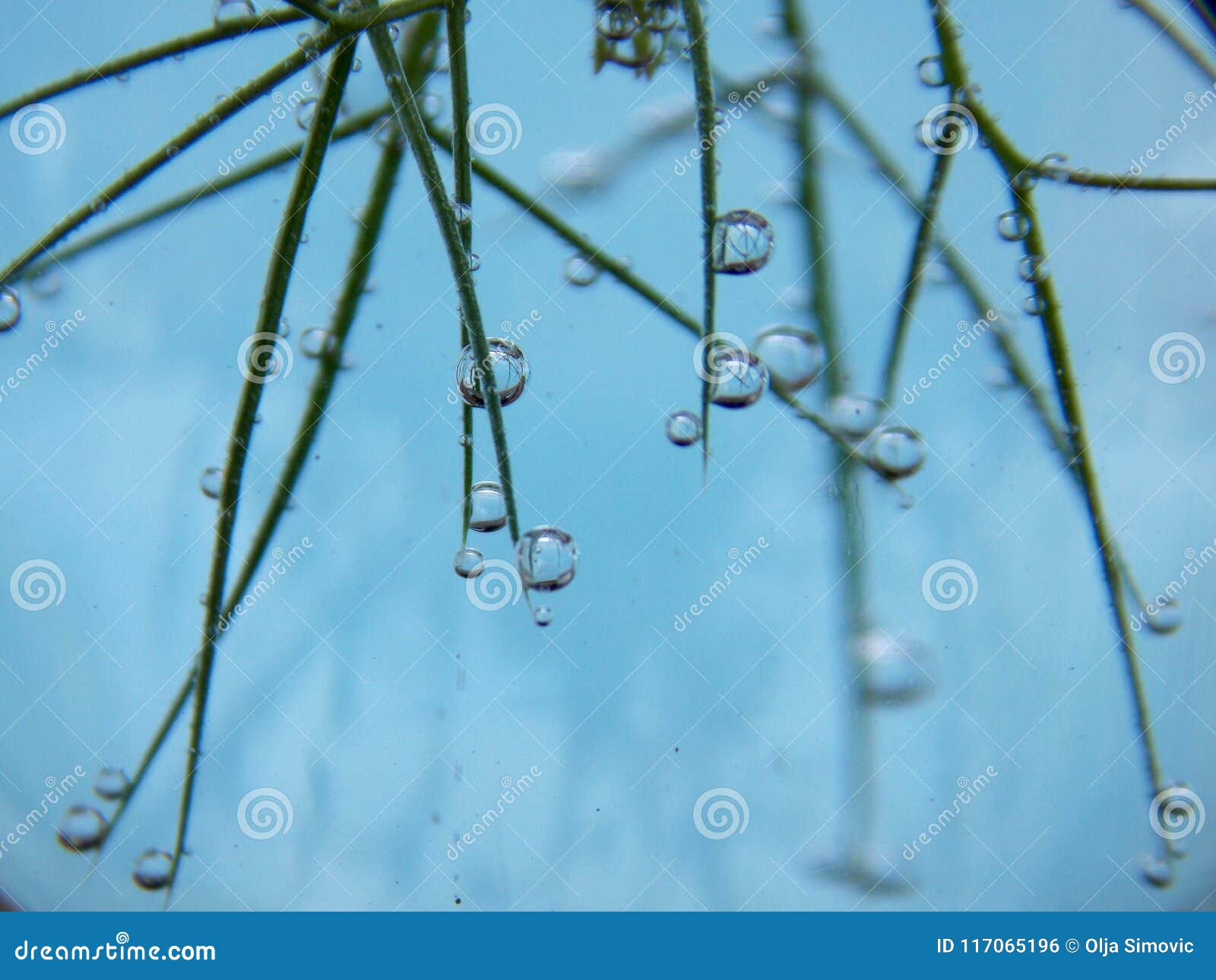 Bubbles on the plant stock photo. Image of reflection 117065196