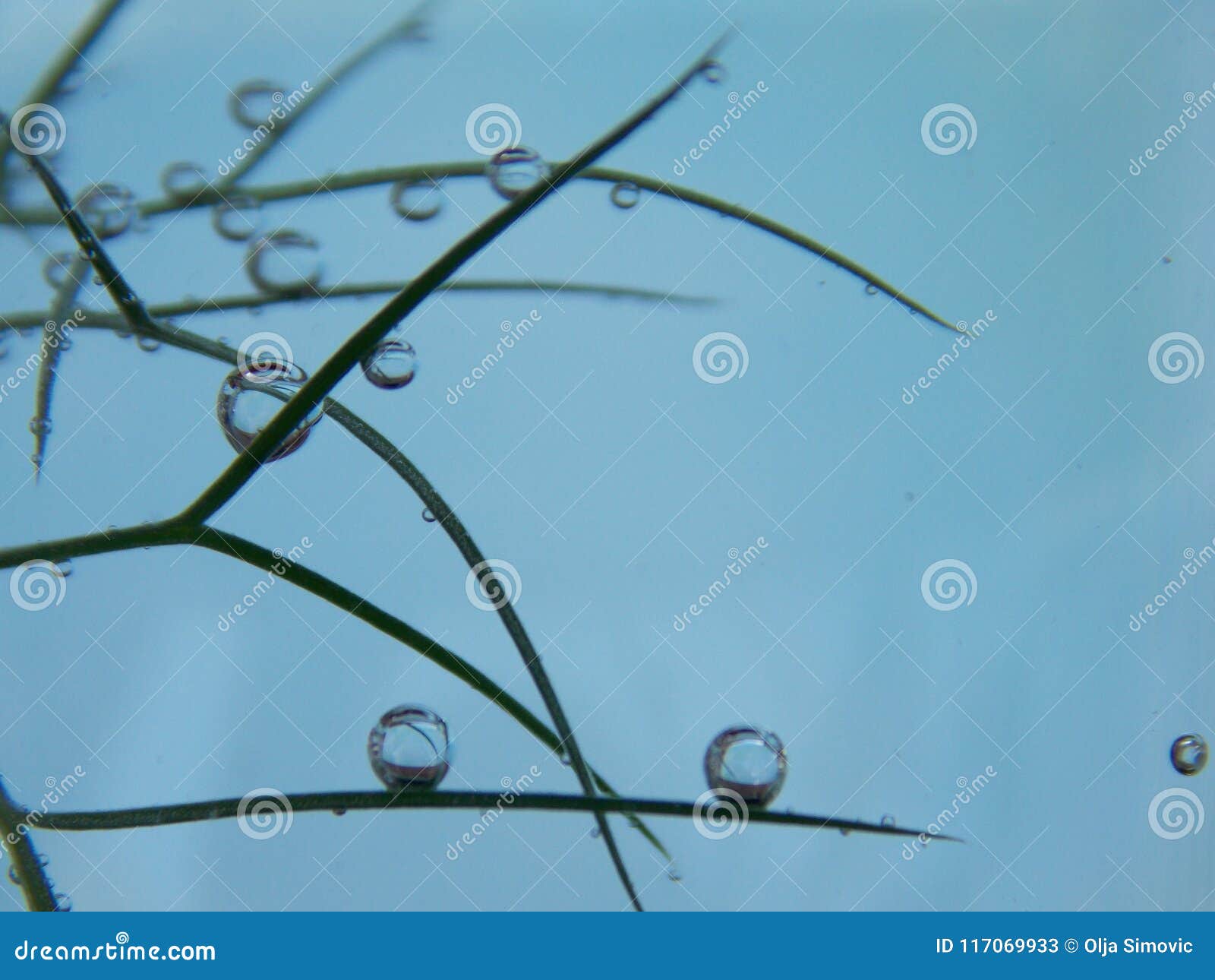 Bubbles on the plant stock image. Image of plant, macro 117069933