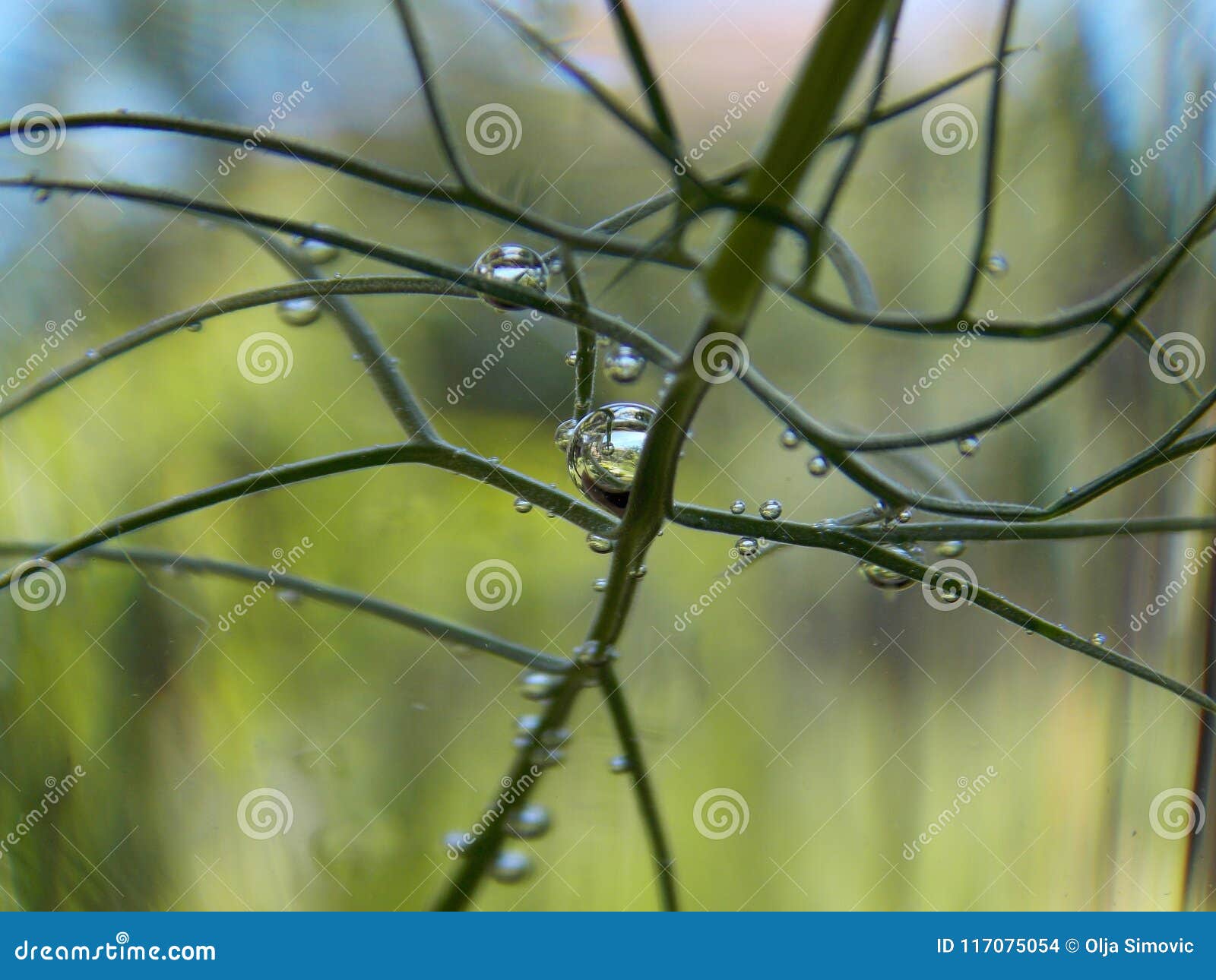 Bubbles on the plant stock photo. Image of little, small 117075054