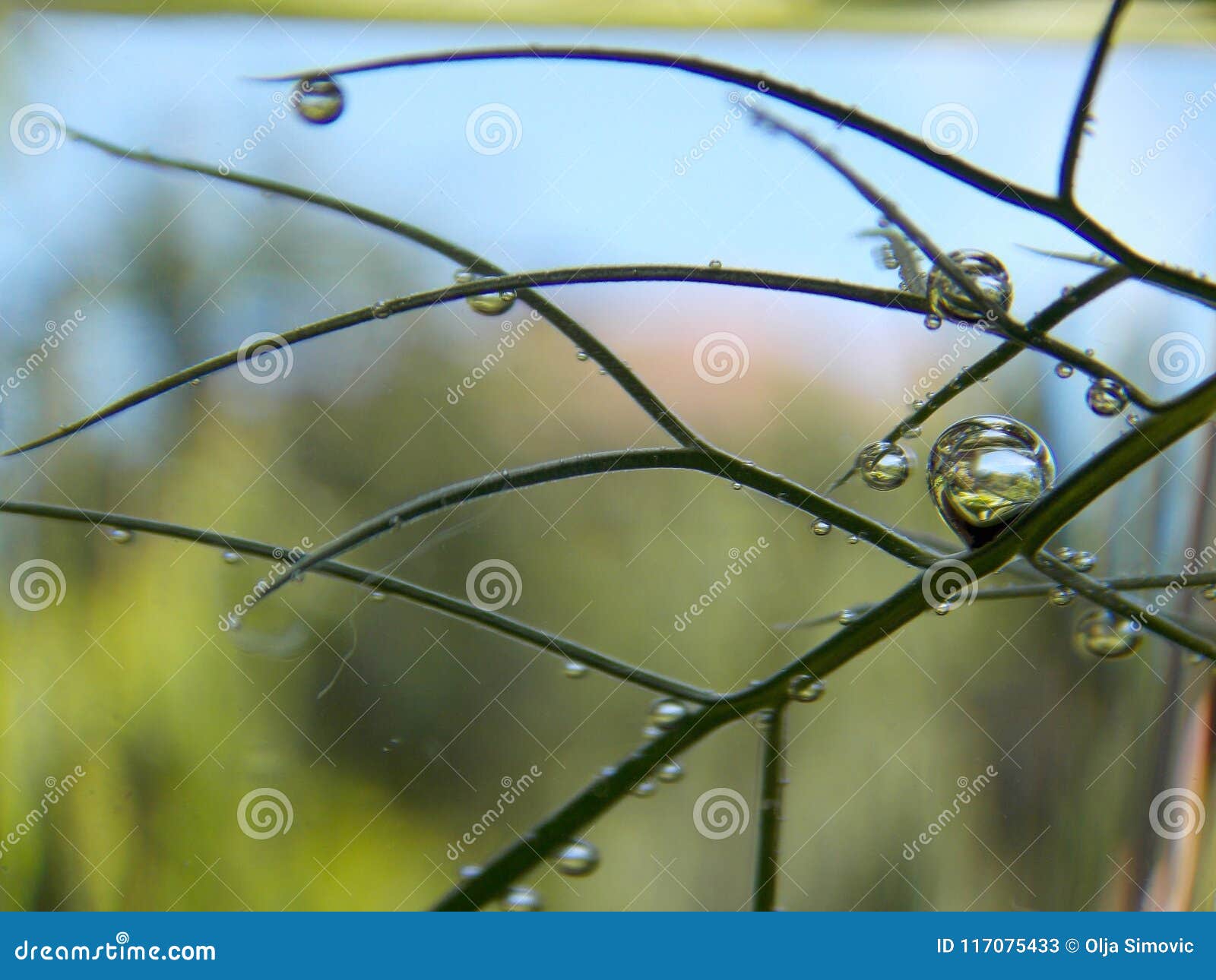 Bubbles on the plant stock image. Image of plant, water 117075433