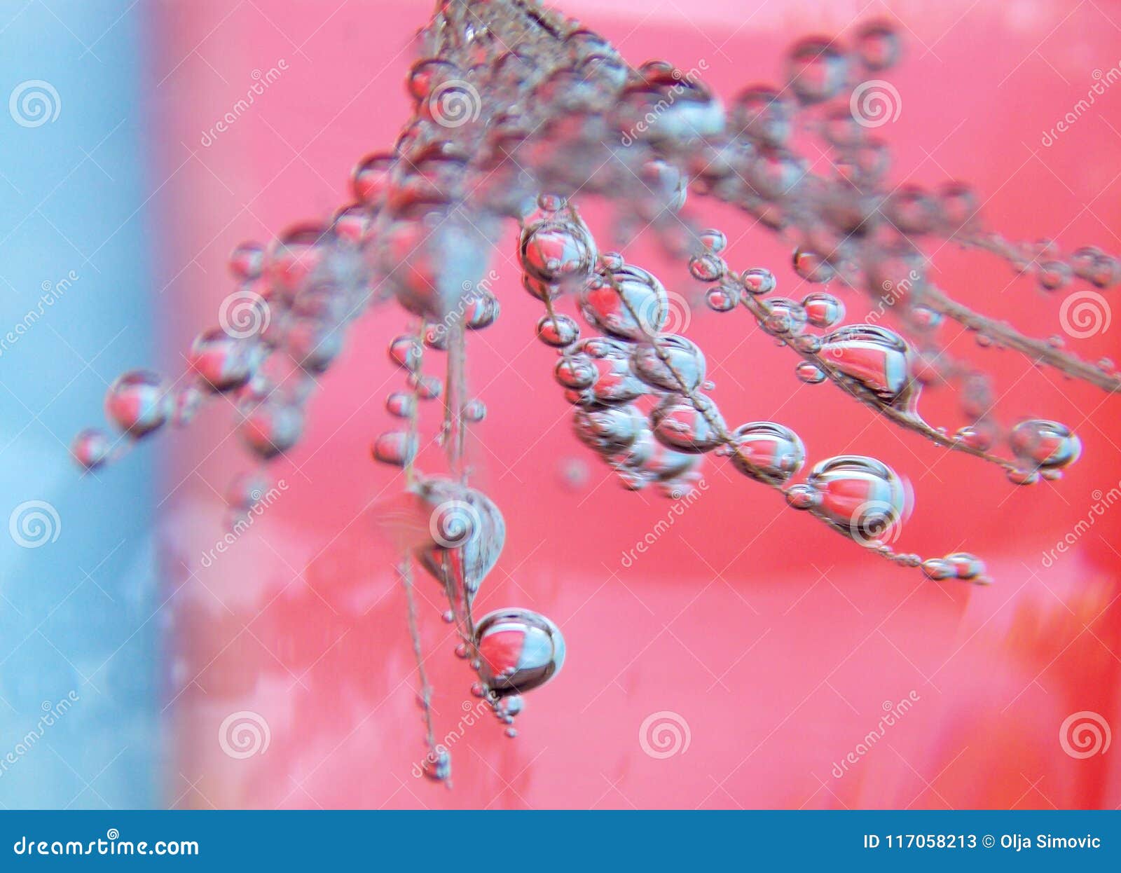 Bubbles on the plant stock image. Image of plant, little 117058213