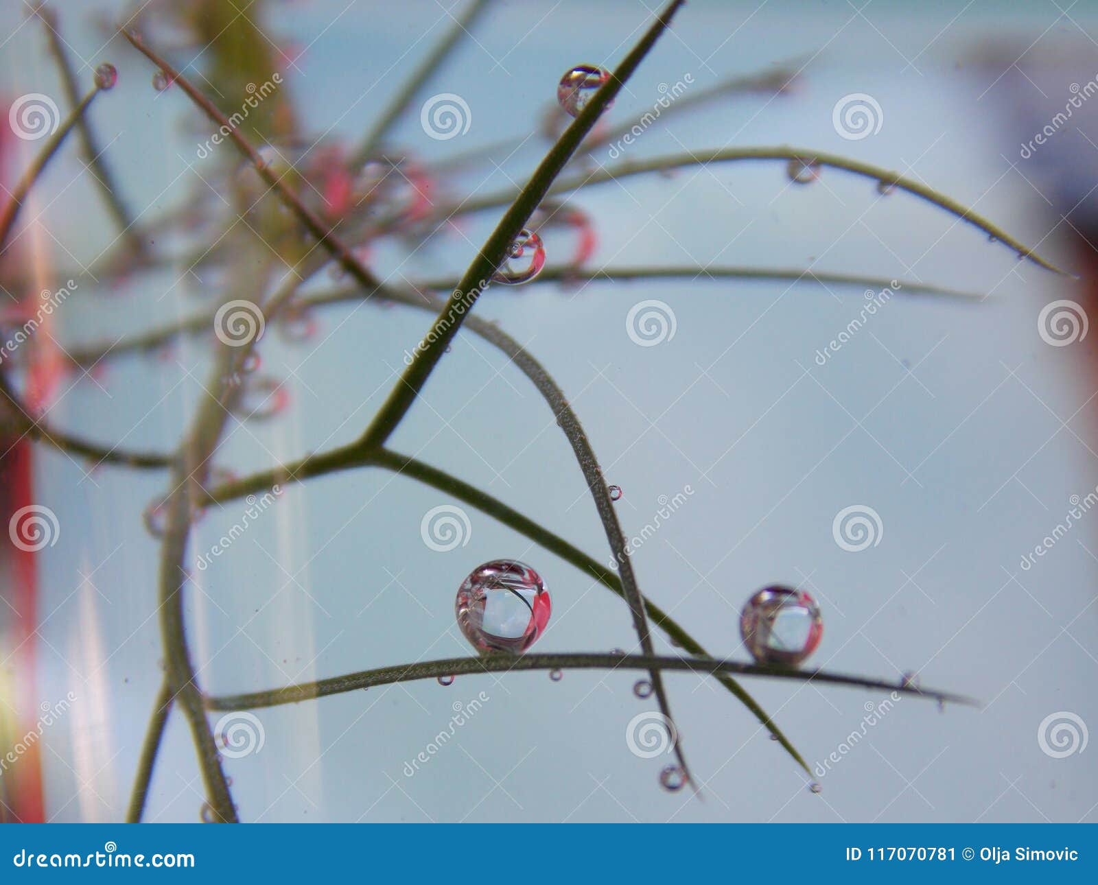 Bubbles on the plant stock image. Image of little, water 117070781