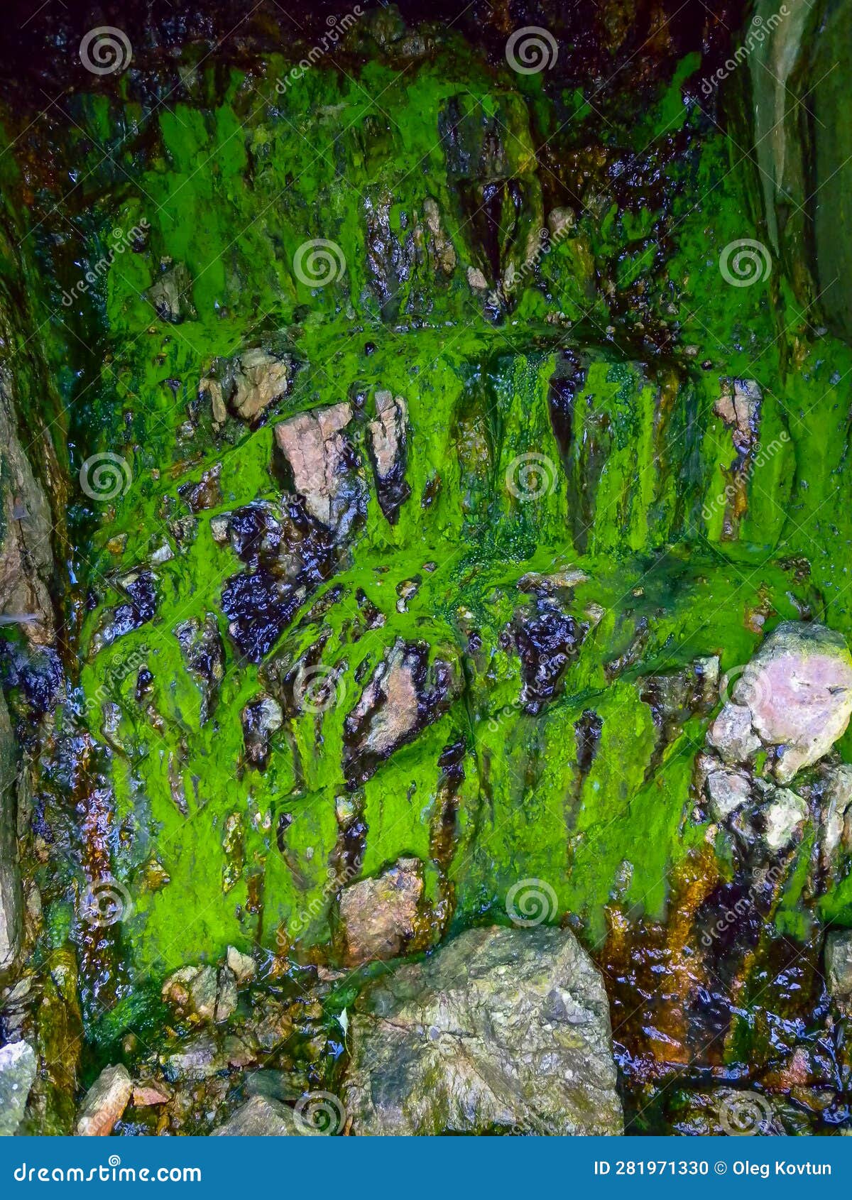 bubbling freshwater green filamentous algae in rainwater running down rocks on snake island