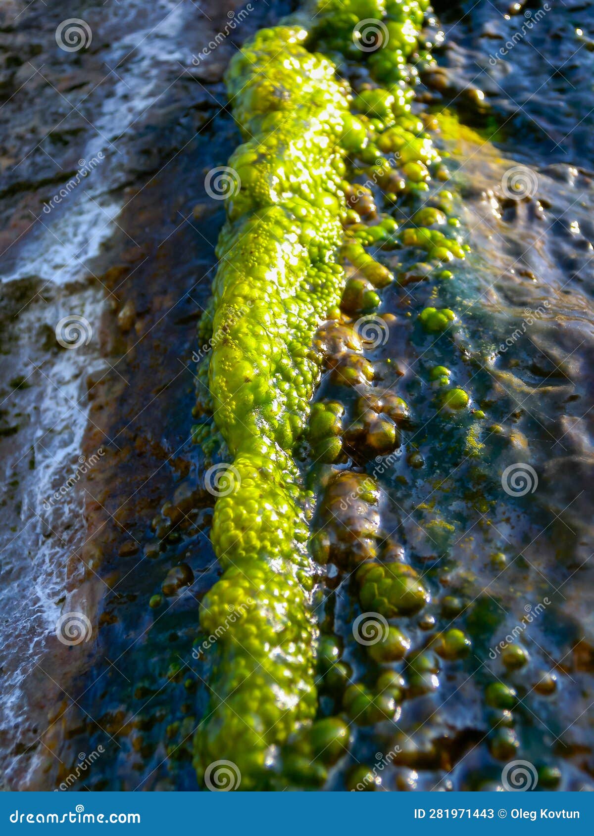 bubbling freshwater green filamentous algae in rainwater running down rocks on snake island