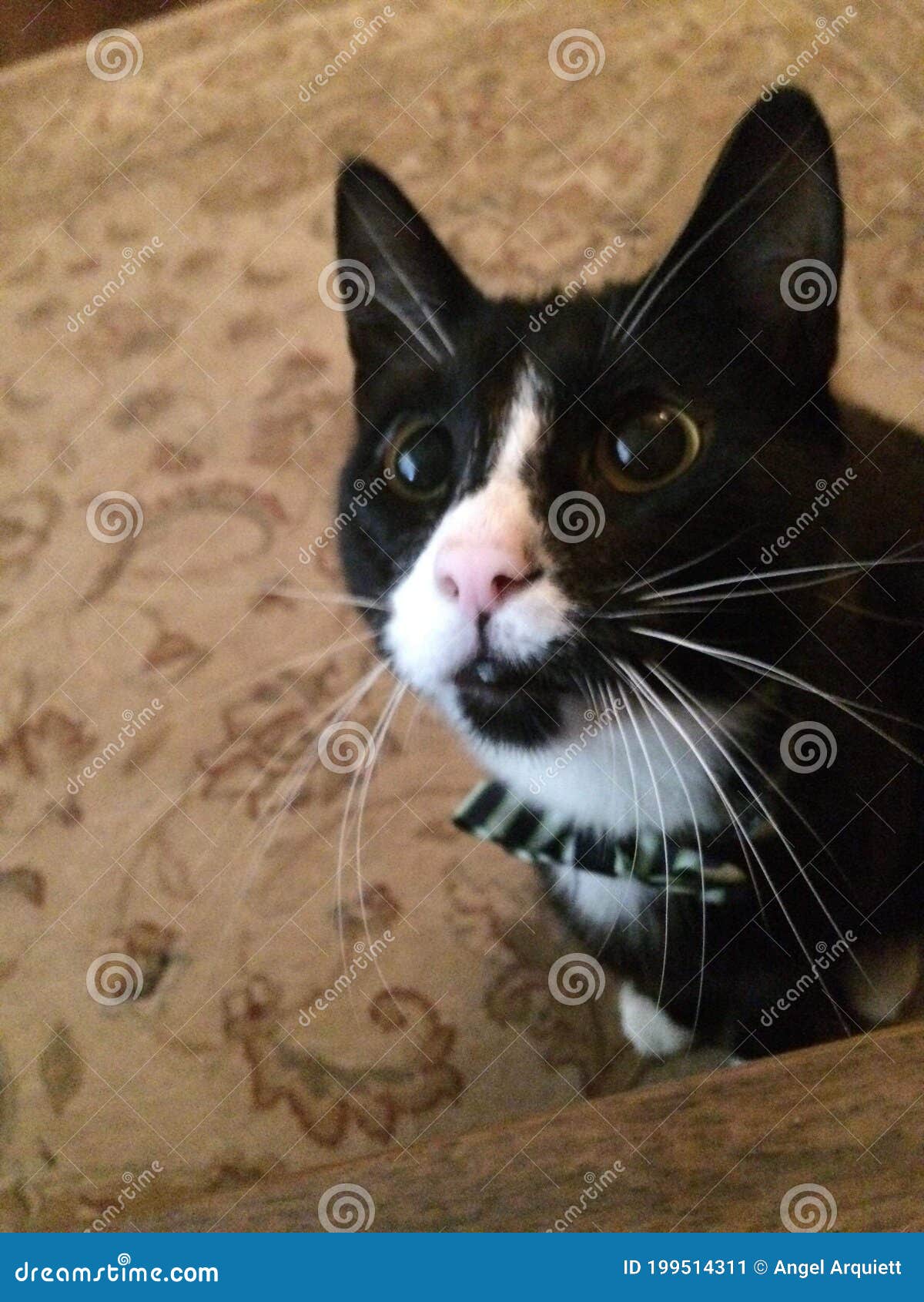 Bubbly cat stock image. Image of whiskers, wildcat, animal 199514311