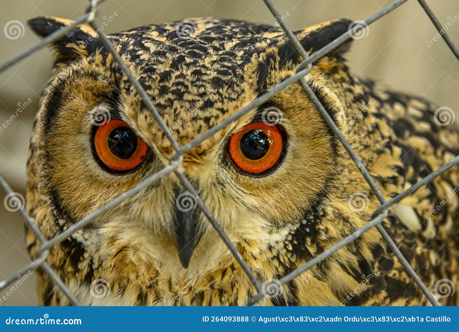 bubo bengalensis or bengal owl or indian eagle owl is a species of strigiform bird in the family strigidae