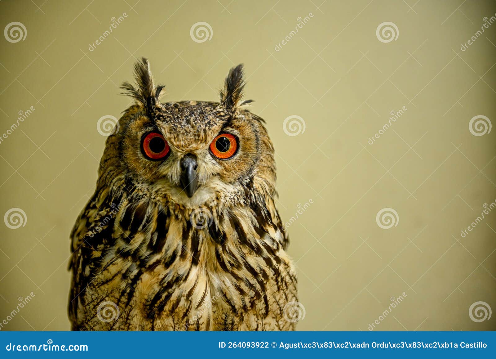 bubo bengalensis or bengal owl or indian eagle owl is a species of strigiform bird in the family strigidae