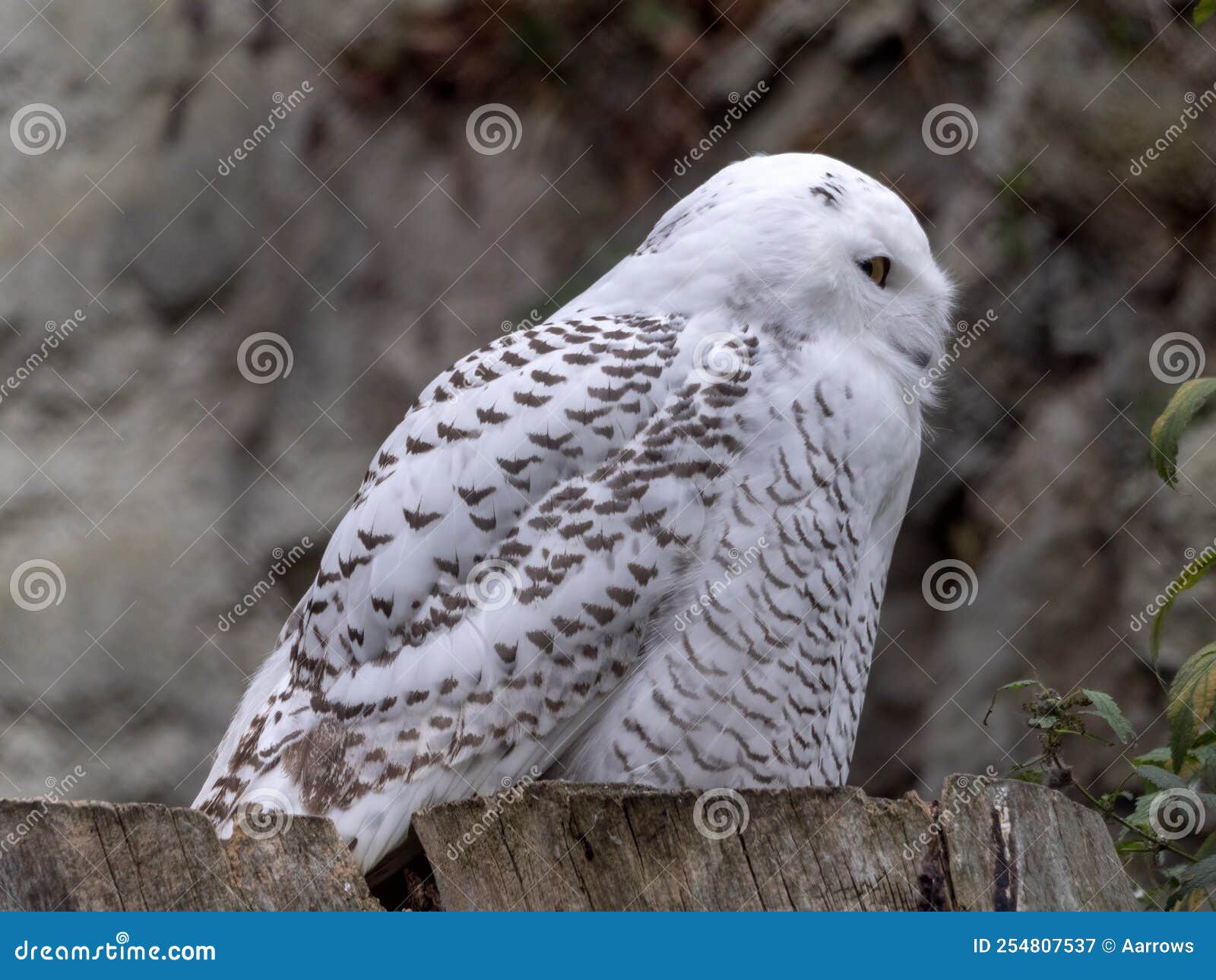 Bubo Scandiacus O Nyctea Scandiaca Sentados Sobre Un Palo Imagen de ...