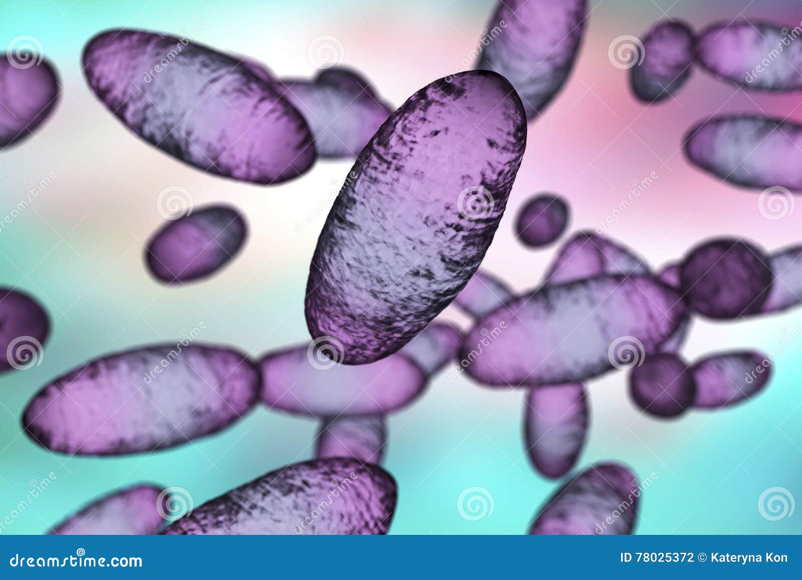 bubonic plague bacteria yersinia pestis