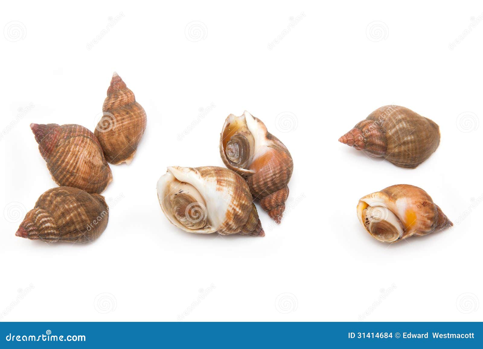 Buccins Ou Escargots De Mer Photo stock Image du détaillé, animaux