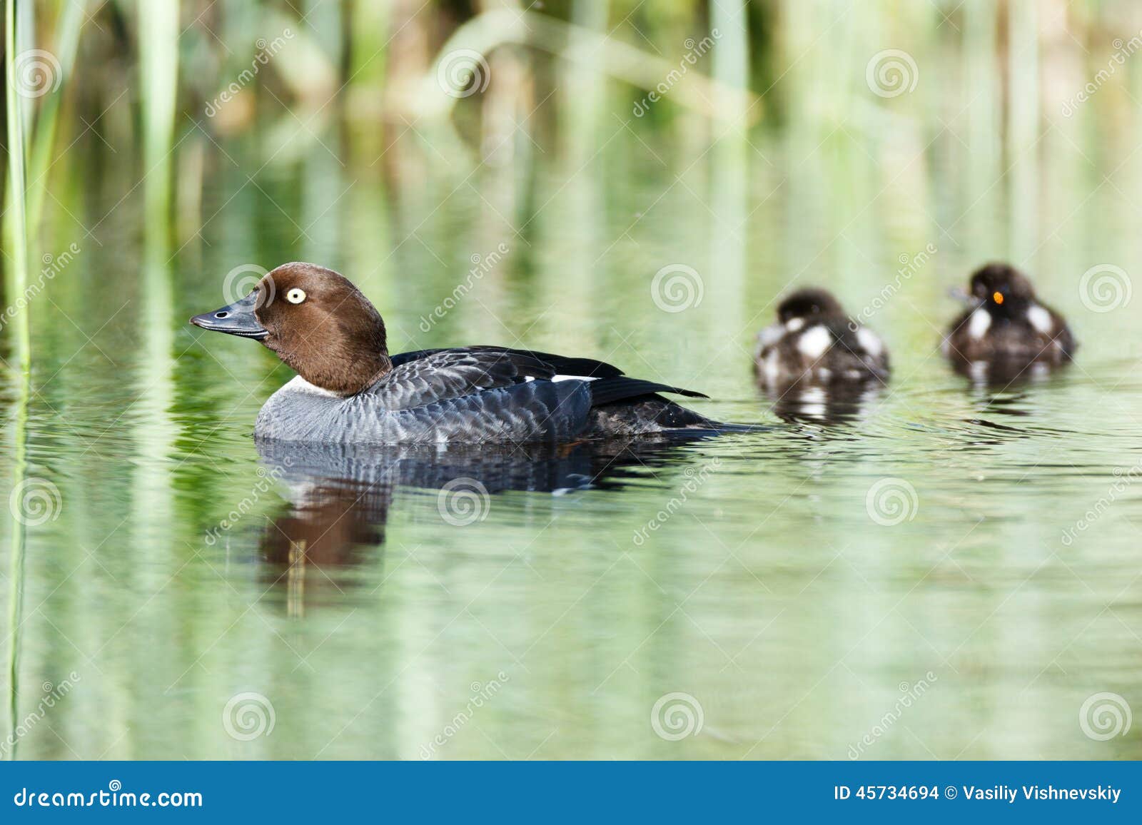 Bucephala clangula, Common Goldeneye. The photo was taken in the Kandalaksha Gulf of the White Sea. Russia, Murmansk region. Island Lodeinoe.