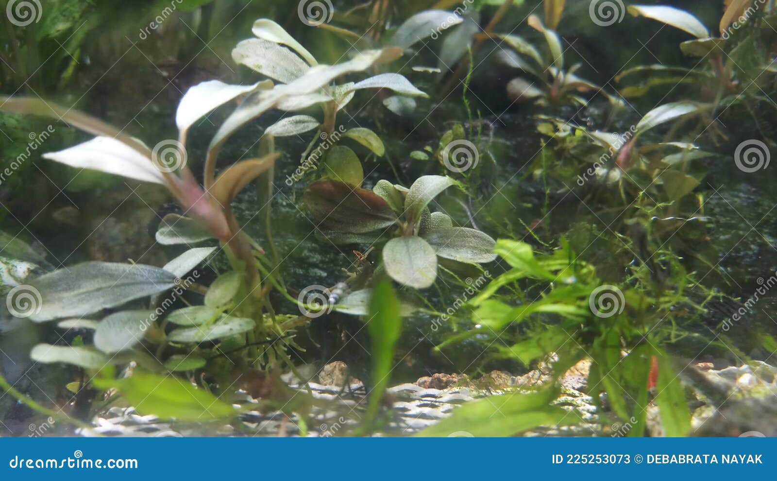 Bucephalandra Aquarium Plant in Low Light in Planted Stock Image