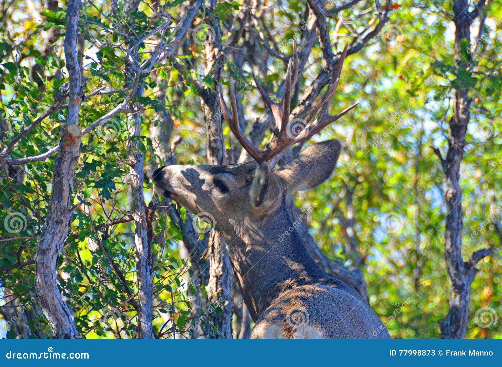 A Buck Deer Eating a Meal of Scrub Oak Stock Image Image of ears