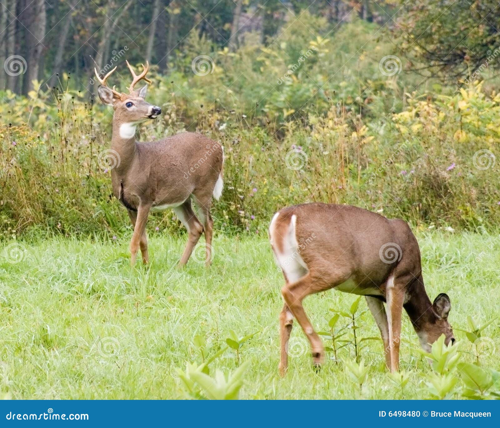 Buck & Doe stock photo. Image of buck, mammal, hunting 6498480
