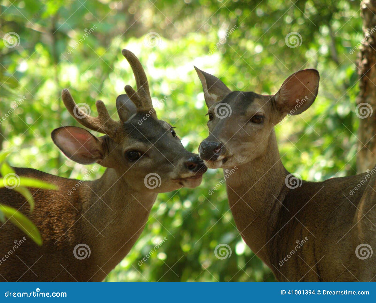 Buck And Doe Deer Stock Photo Image 41001394