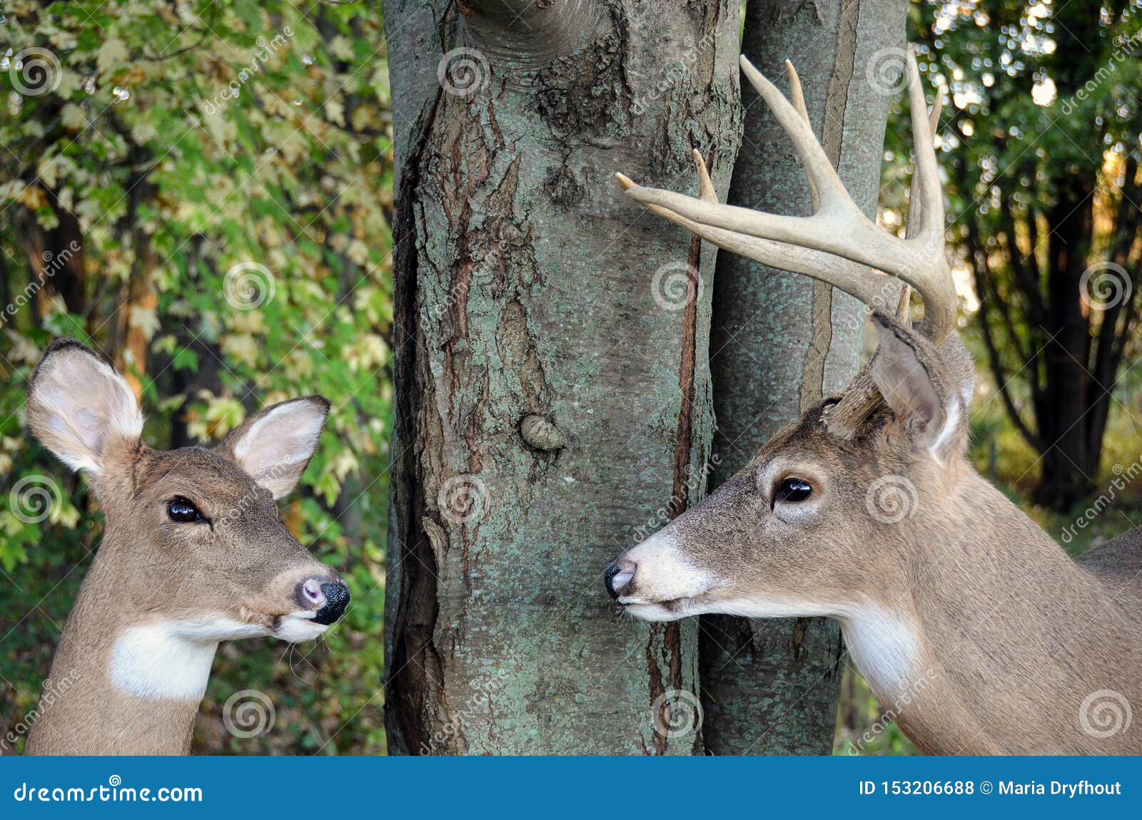White Tailed Deer Buck And Doe